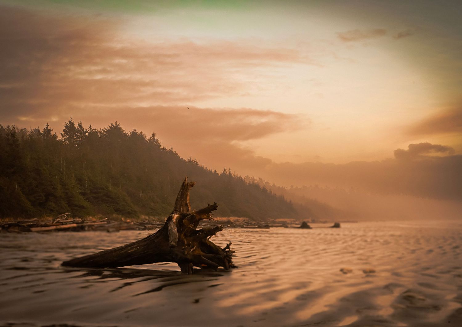 A log on long beach in Ucluelet or Tofino.