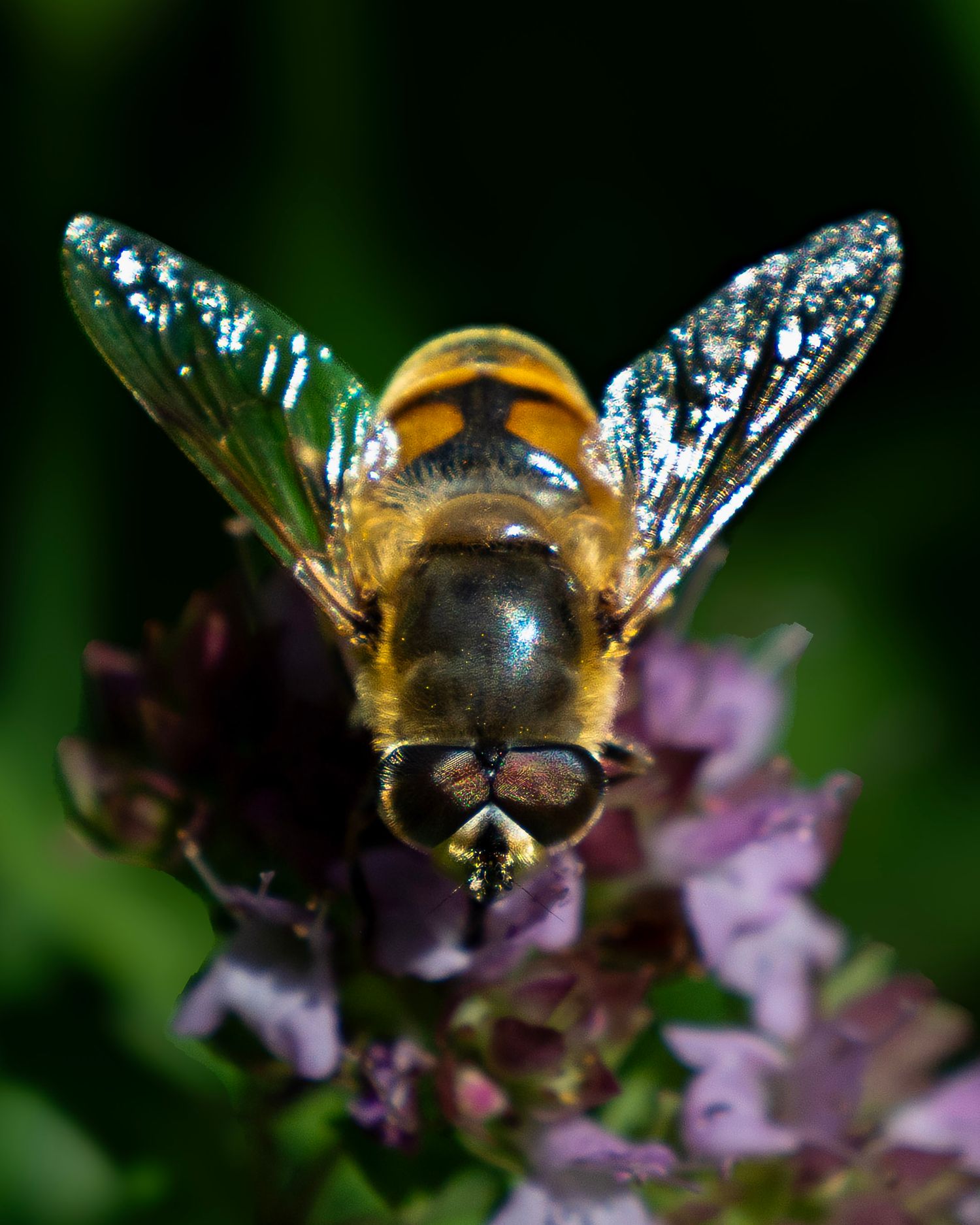 Macro photograph of a honey bee.