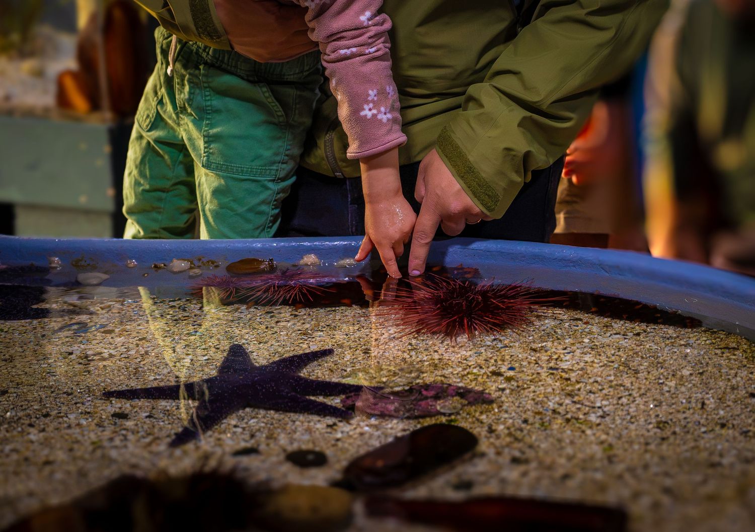Hands touching starfish and anemones in an aquarium on Vancouver Island.
