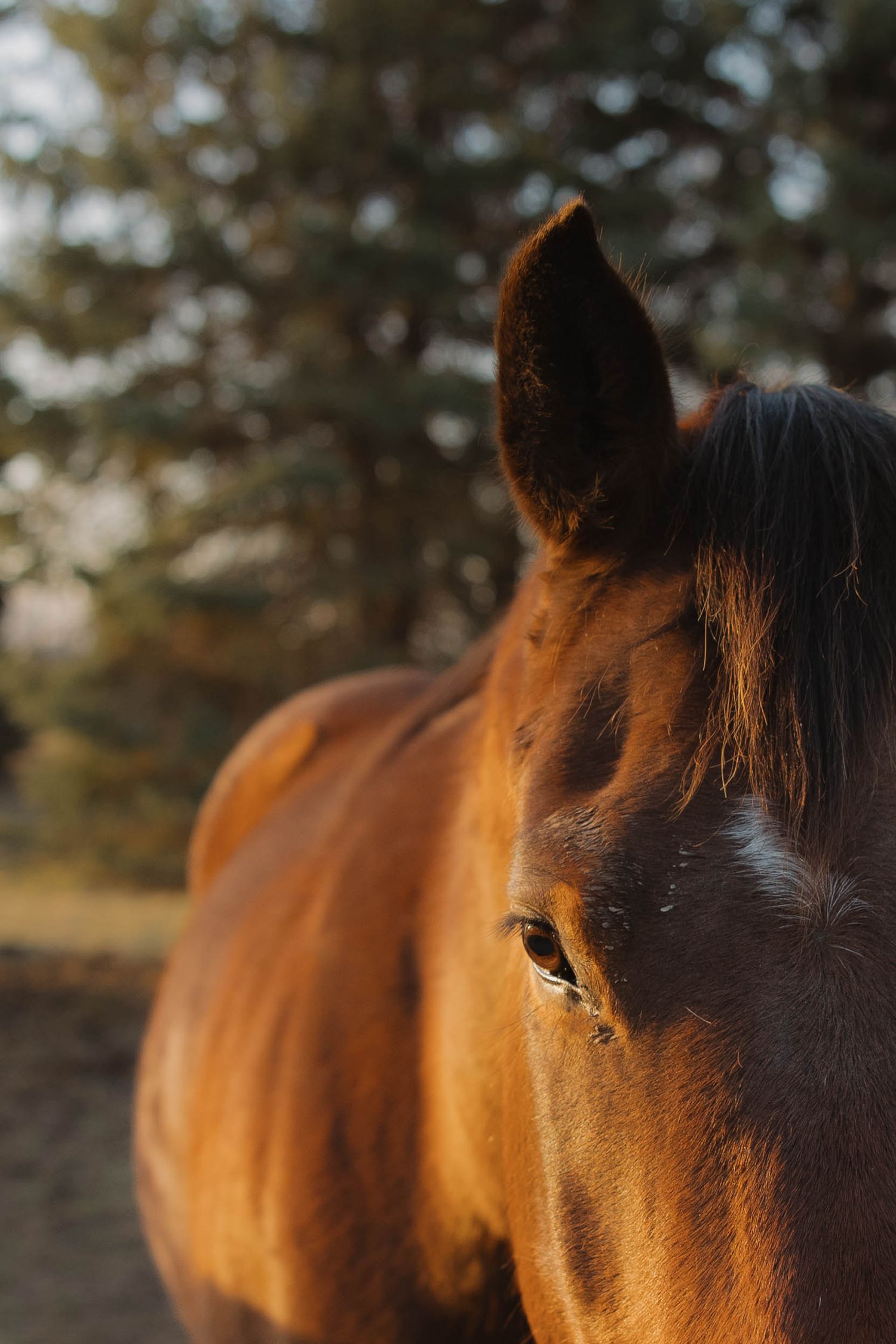 Close up picture of a horse in morning light