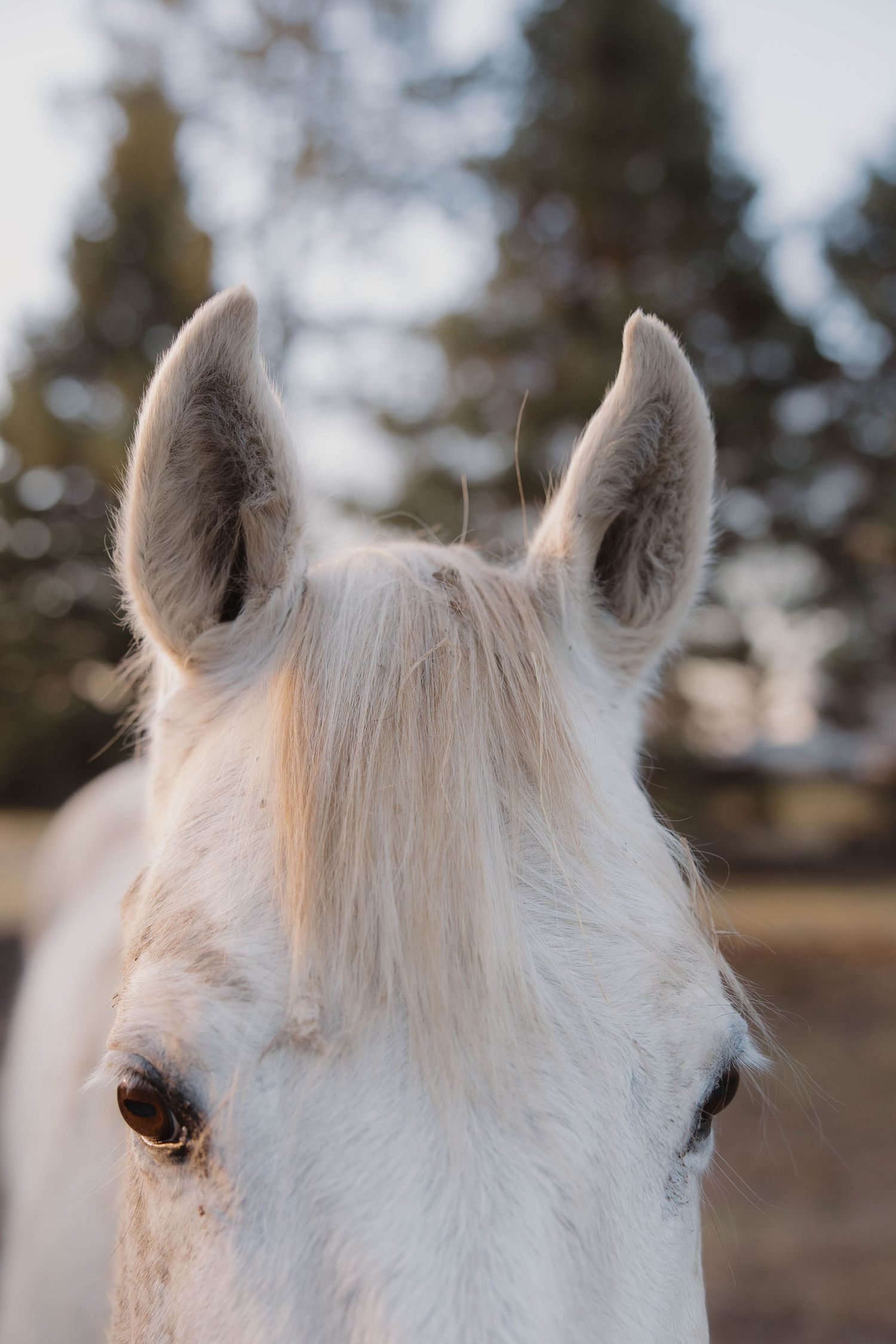 Portrait of a horse in natural morning light
