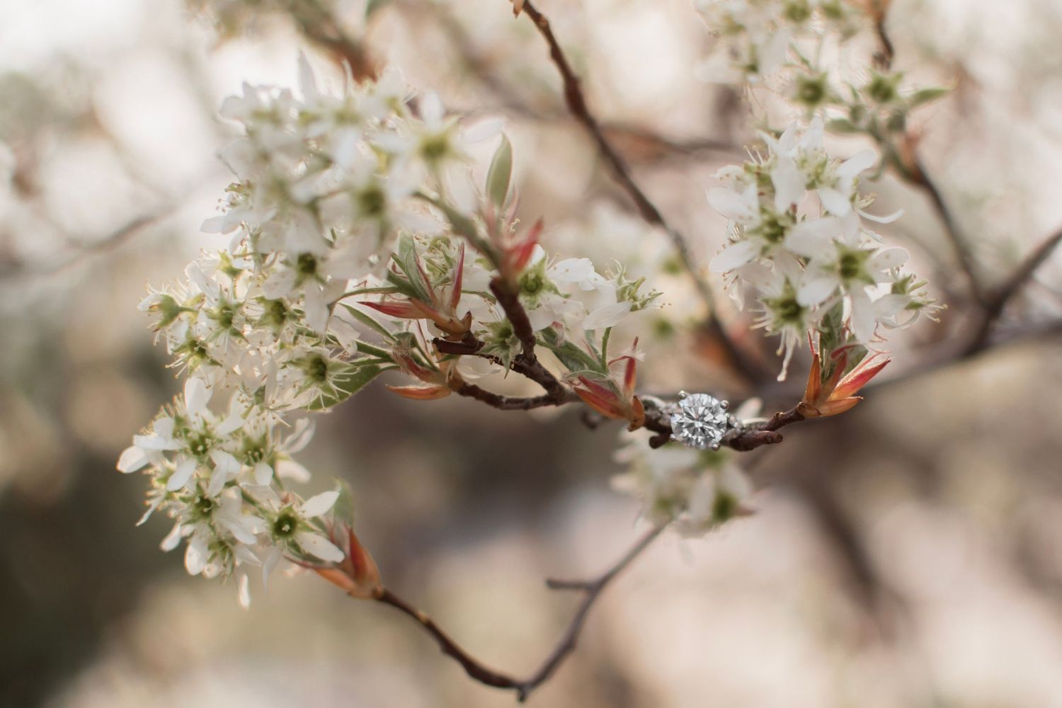 Diamond engagement ring nestled among white spring blossoms on a flowering tree branch.