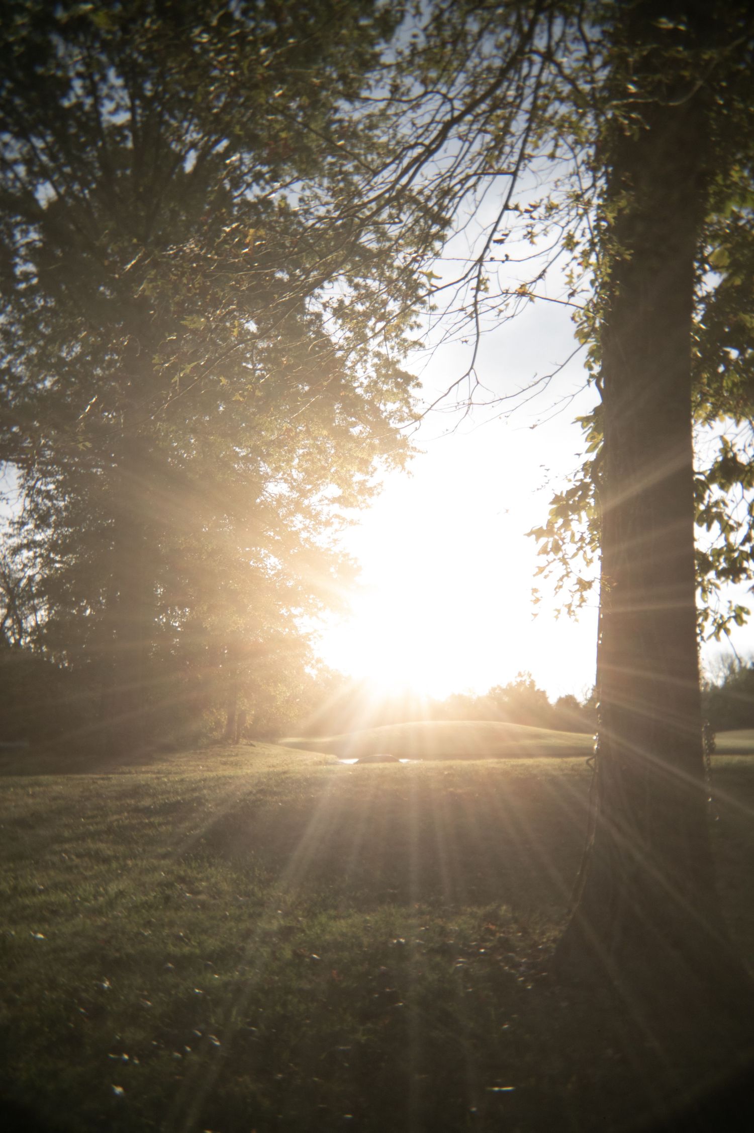 Sunlight bursting through tall trees in a park at golden hour, casting warm rays across a lush green lawn.