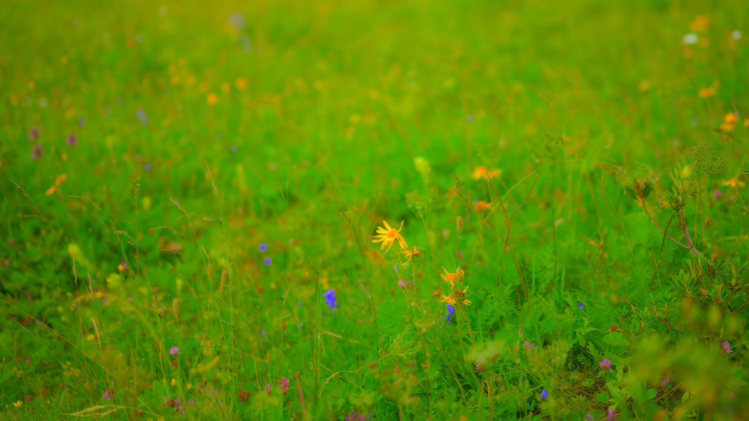 Vibrant green meadow with small yellow and purple wildflowers blooming across a lush grassy field in summer.