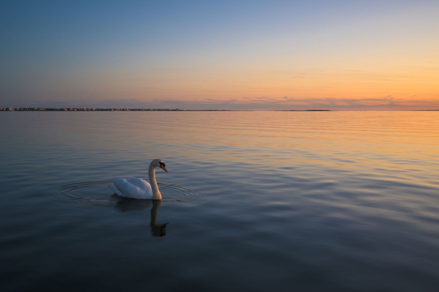 A lone white swan gliding on calm water with a stunning orange and pink sunset reflecting on the horizon.