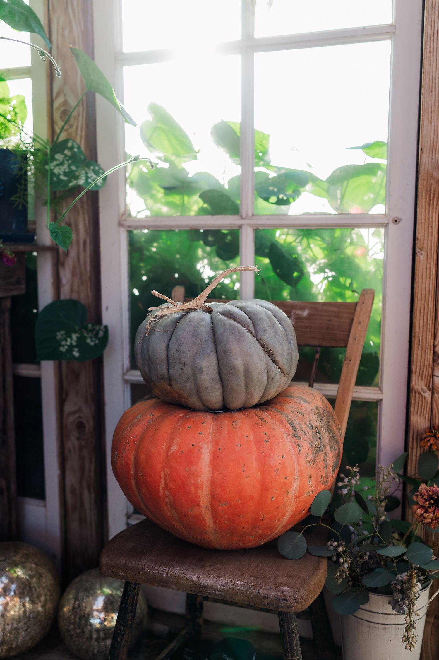 Two stacked pumpkins, gray on top of orange, displayed on a rustic wooden chair near a window with green plants.