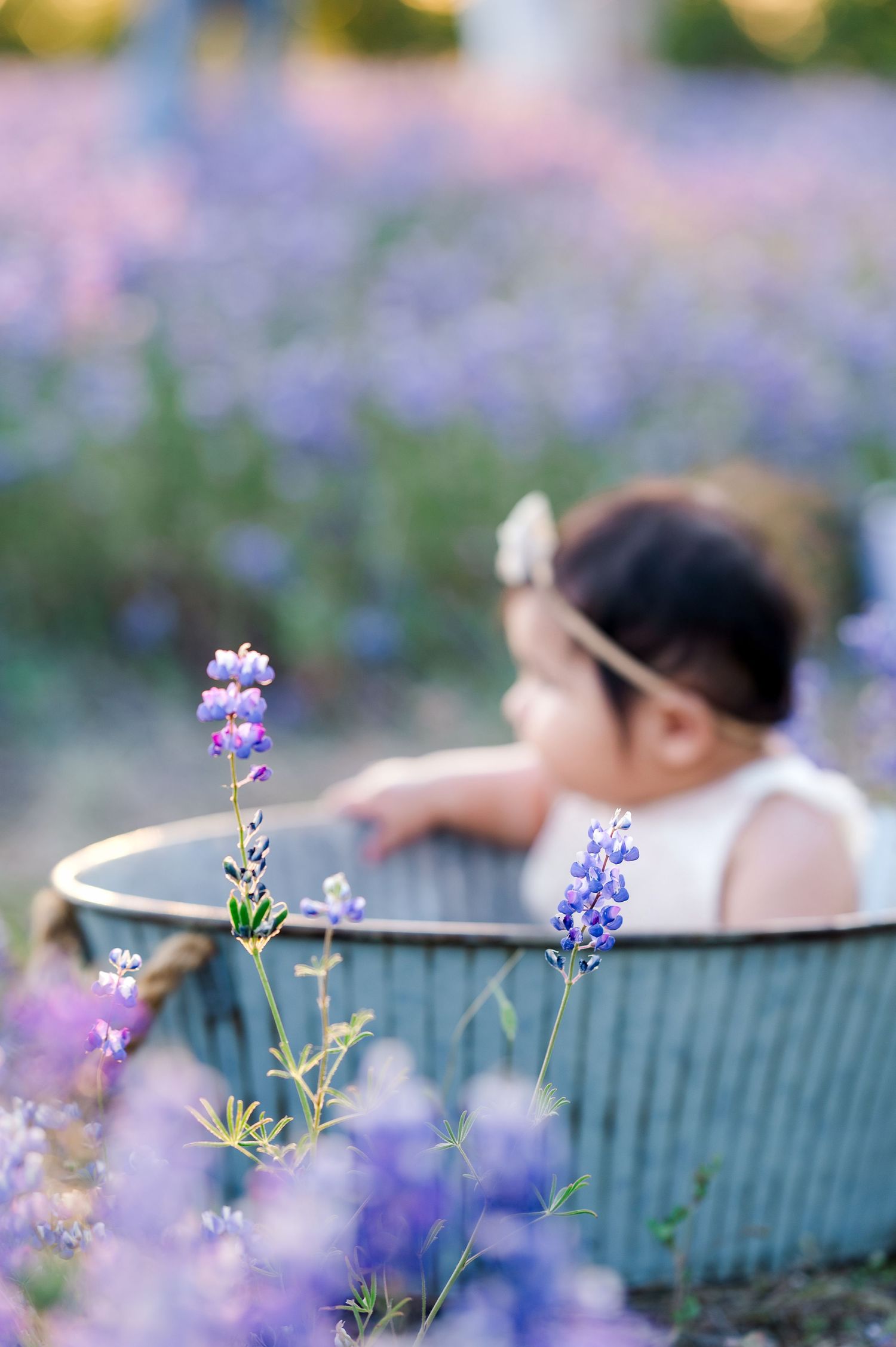 Purple lupine flowers bloom in soft focus with a blurred garden bench in the background.