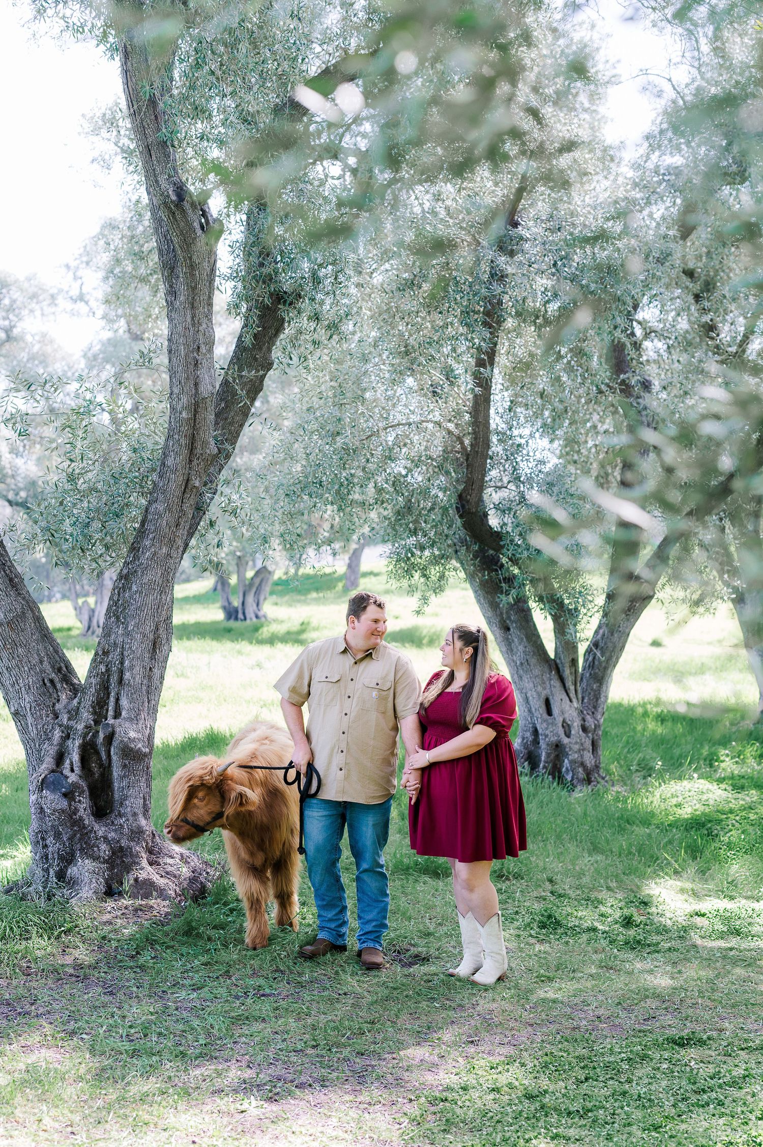 Couple stands with a fluffy Highland cow among olive trees in a lush green field, woman in burgundy dress and white boots.