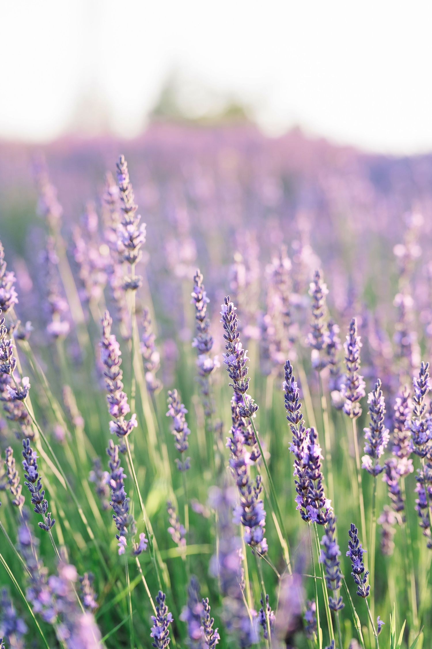 Purple lavender flowers bloom in soft focus garden field.