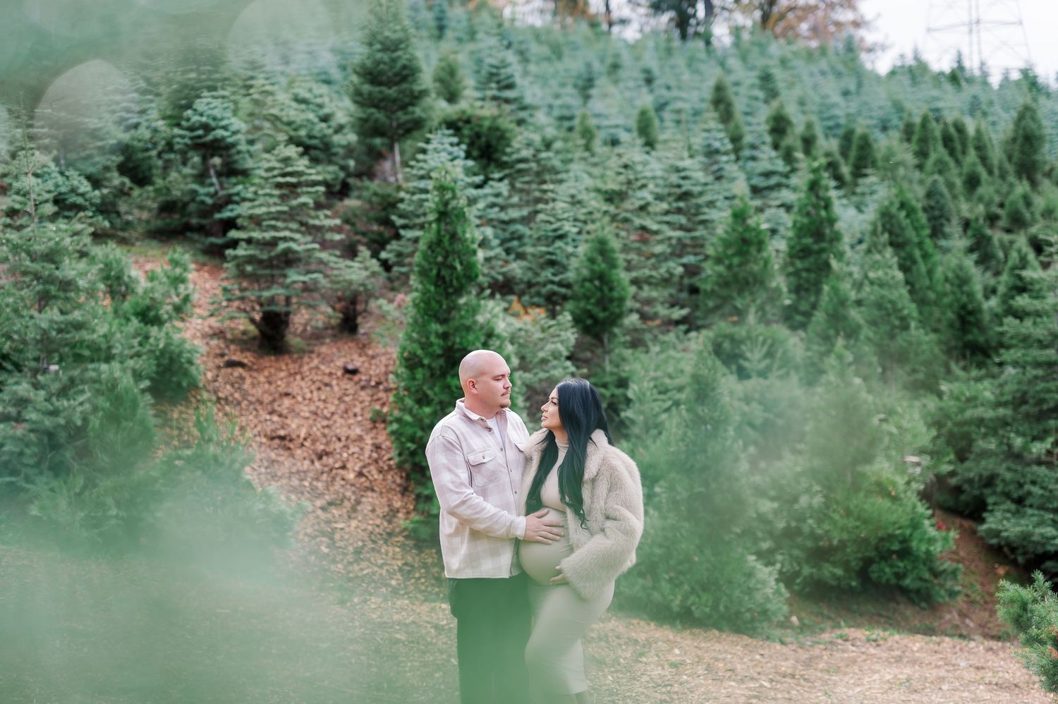 Evergreen Christmas trees grow in rows at a tree farm surrounded by lush forest scenery.