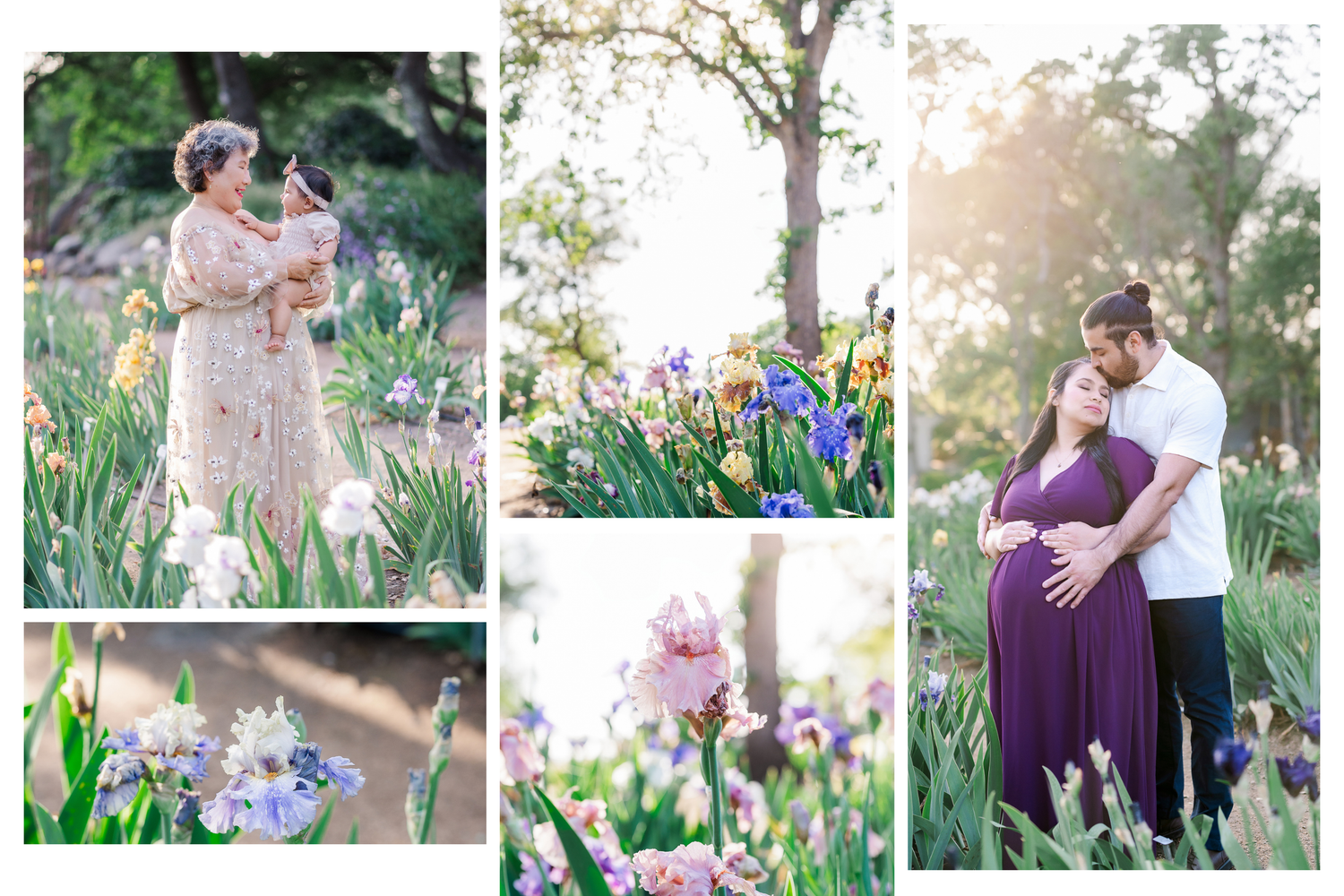 Romantic springtime garden photoshoot with purple iris flowers blooming in the foreground at sunset.