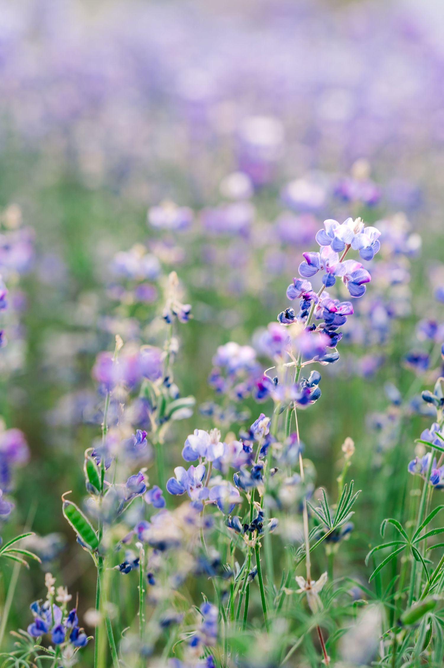 Purple wildflowers blooming in soft focus meadow creating dreamy nature scene.