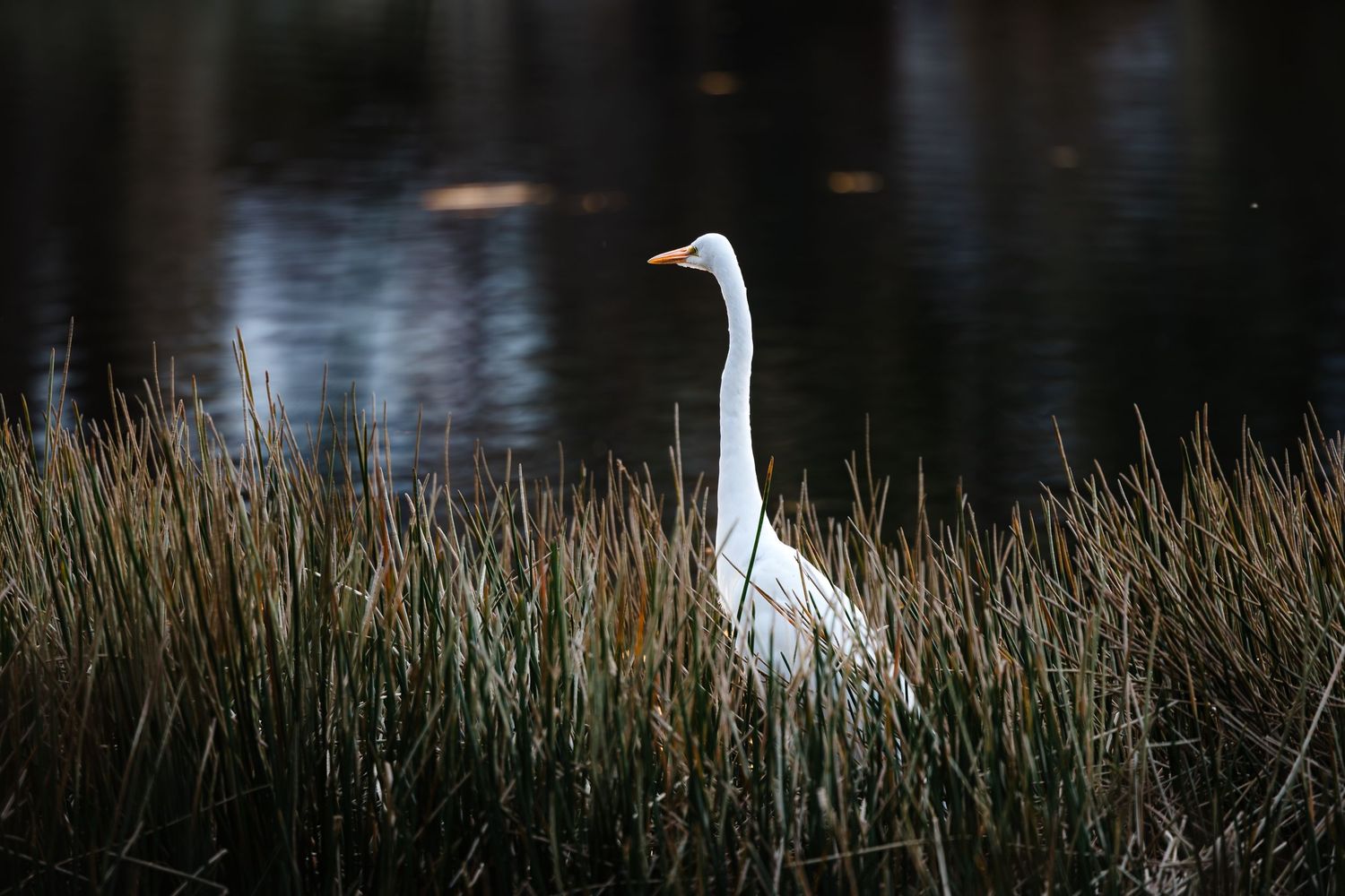 A white egret stands among tall marsh grasses near dark water at dusk.