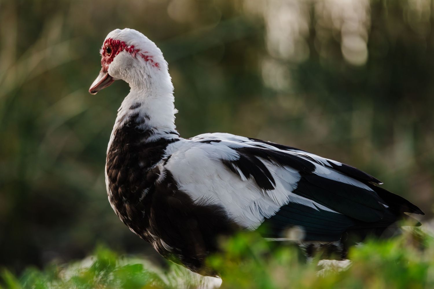 A Muscovy duck with distinctive black and white feathers stands in a natural outdoor setting.