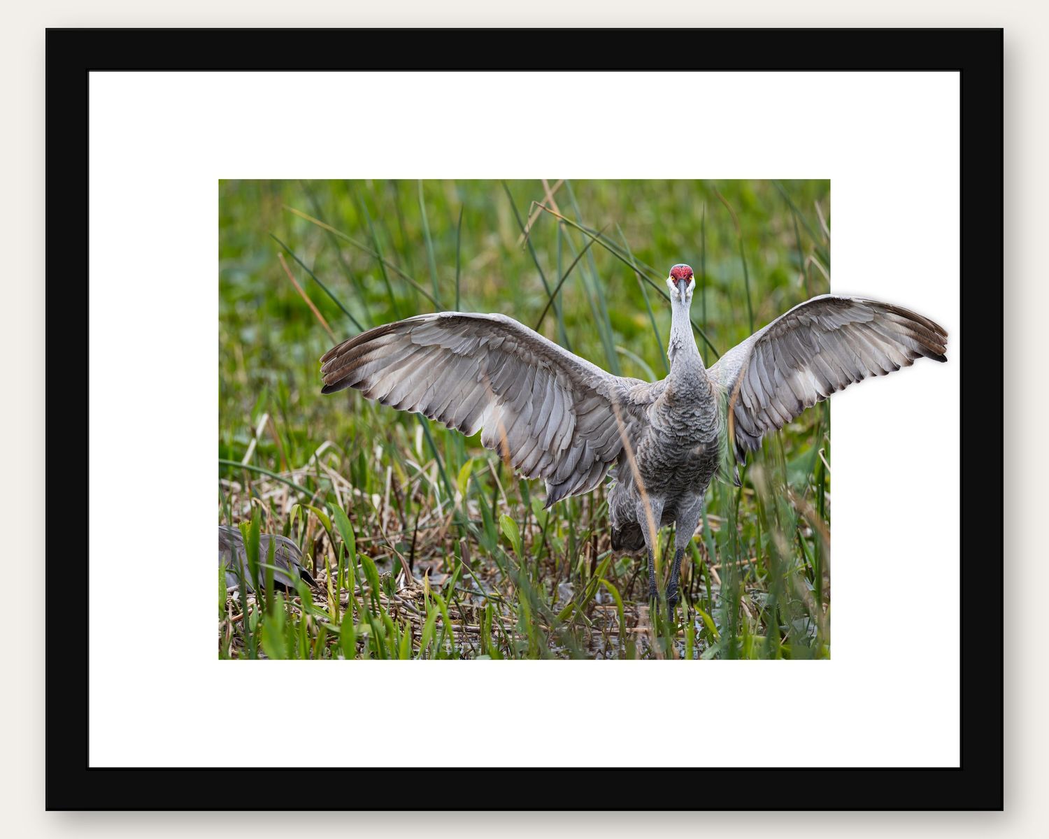 Sandhill crane spreading wings wide in green marsh grass, displaying vibrant red crown in natural wetland habitat.