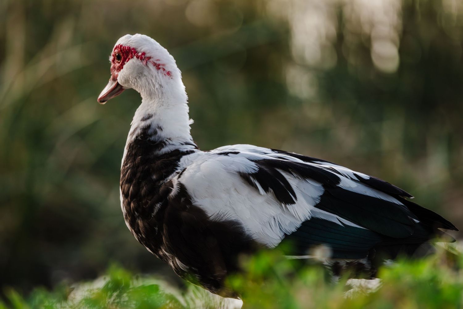 A Muscovy duck with distinctive black and white feathers and red caruncles stands in green foliage.