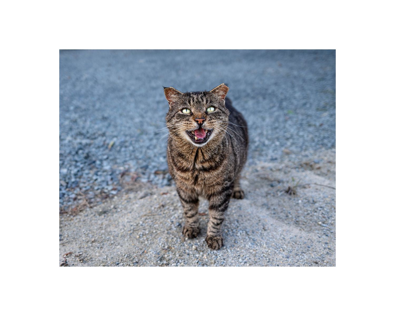 A tabby cat with mouth open, meowing loudly outdoors on a gravel surface.