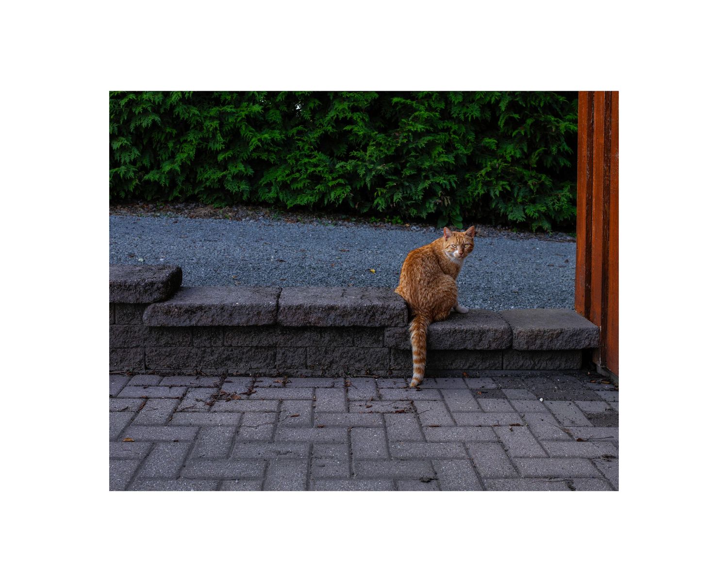 An orange tabby cat standing on brick pavement near stone steps with lush green bushes in the background.