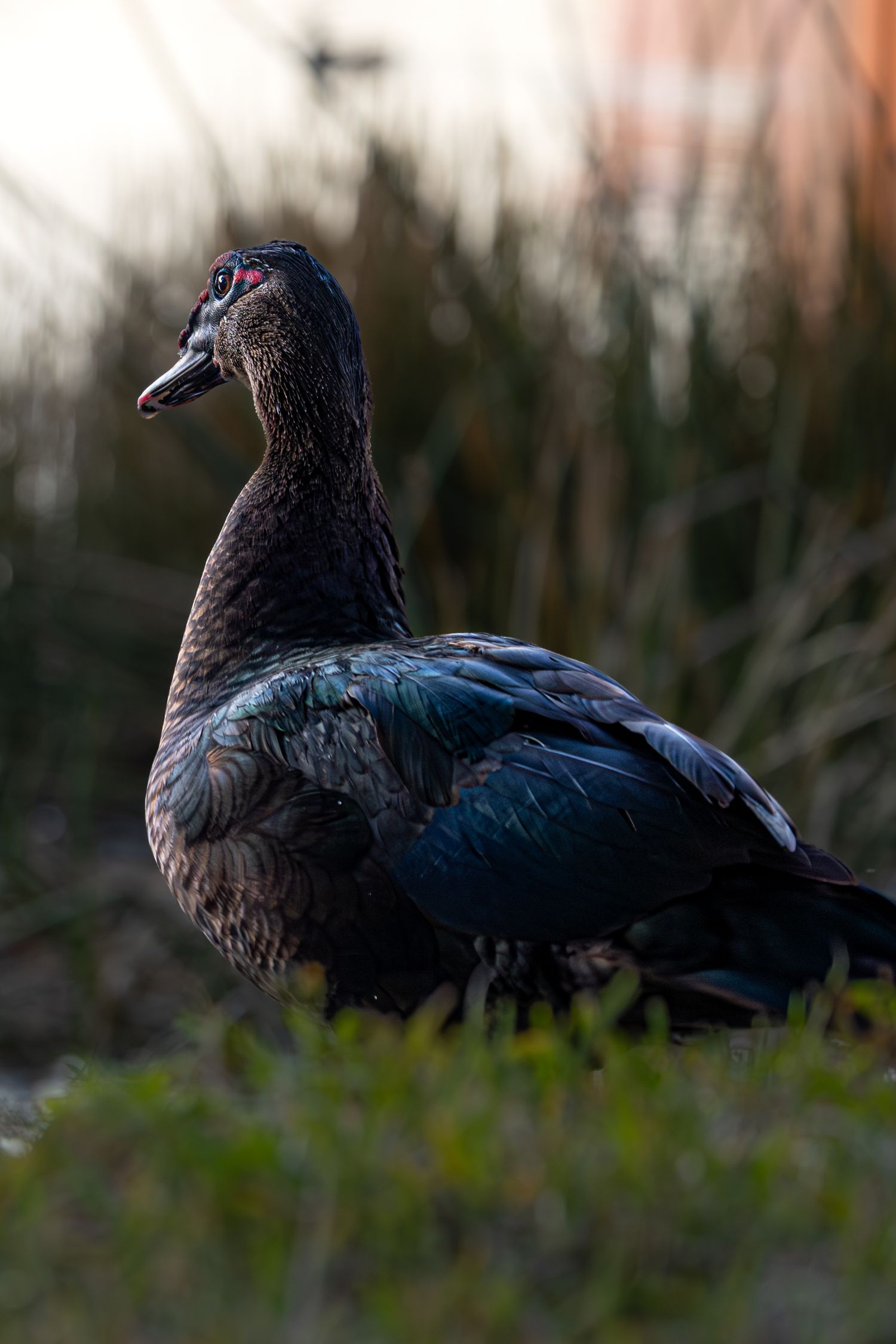 Close-up profile shots of a dark-feathered turkey vulture showing its distinctive hooked beak and red head in natural habitat.
