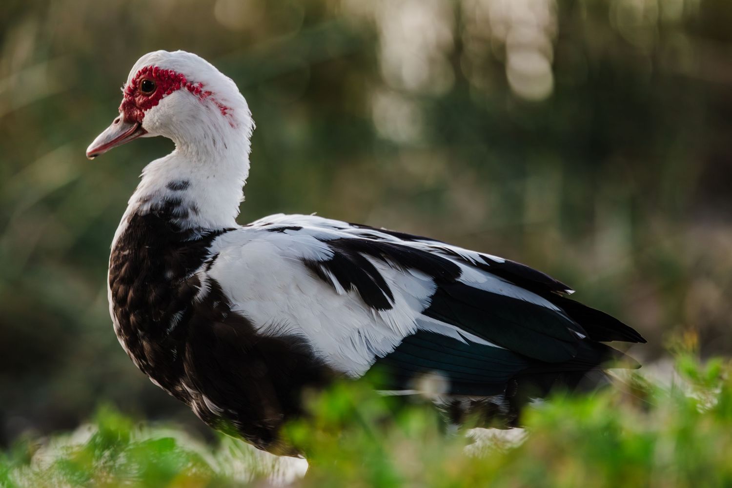 A Muscovy duck with distinctive red wattles and white feathers perches on grass in natural surroundings.