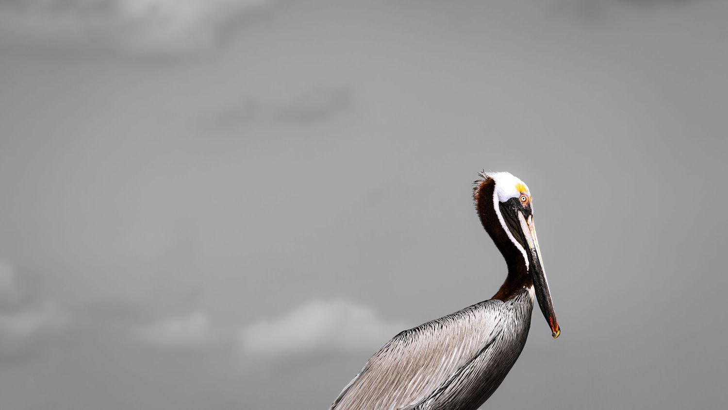 A brown pelican perched against a gray sky, showcasing its distinctive long beak and elegant plumage.