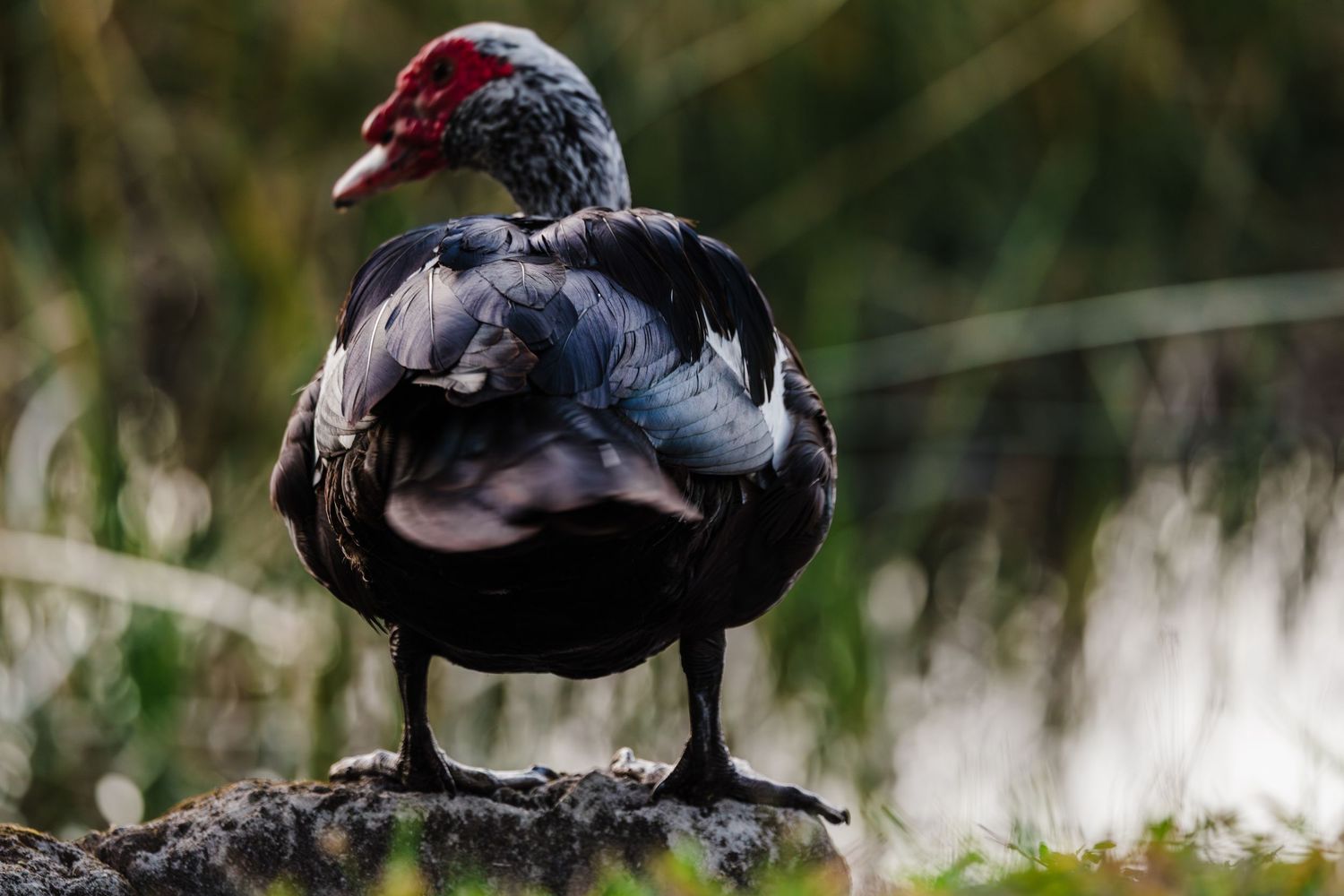 A muscovy duck with red facial caruncles perches on a wooden railing in a natural outdoor setting.
