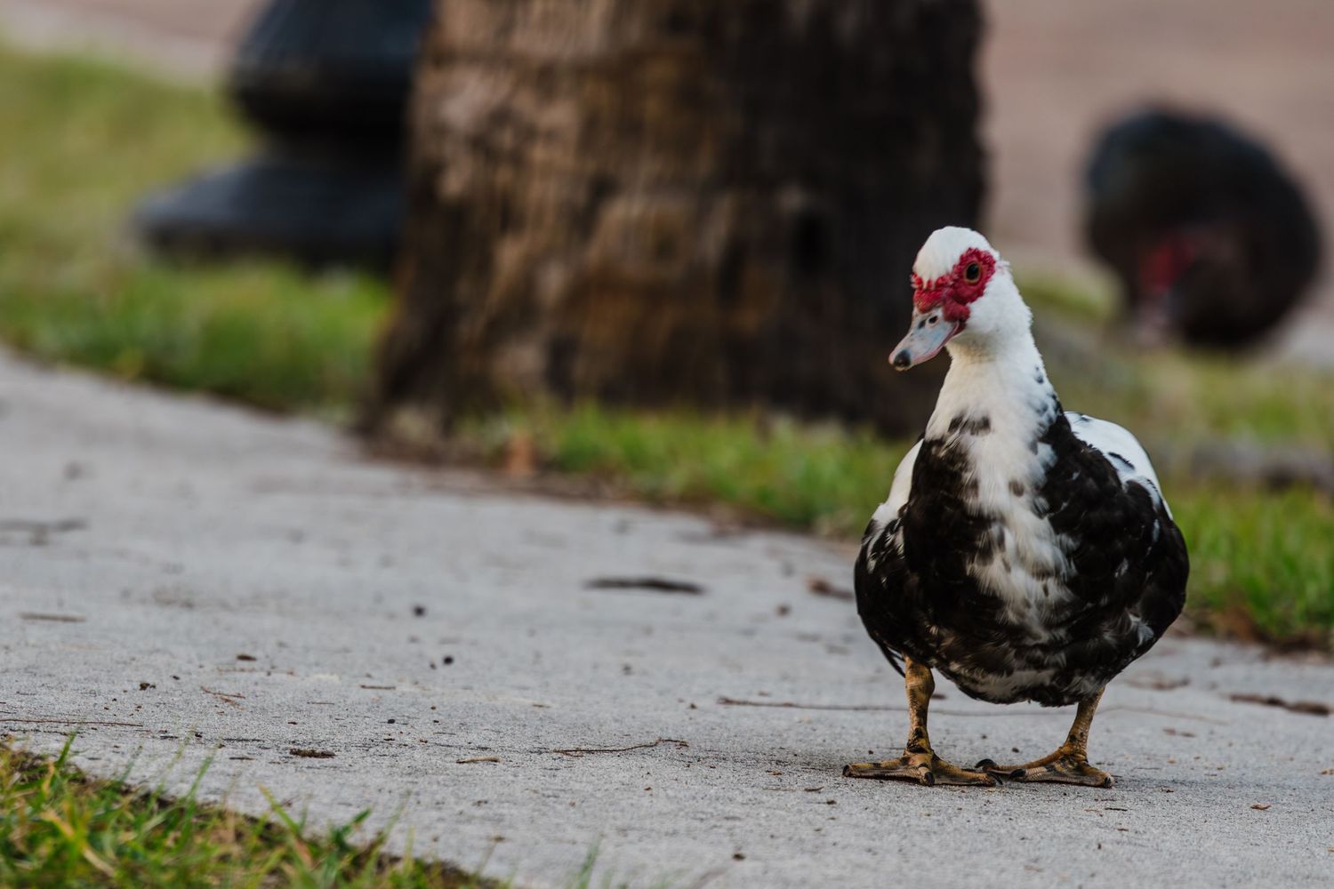 A flock of chickens walking and foraging together on a gravel path in a farmyard setting.