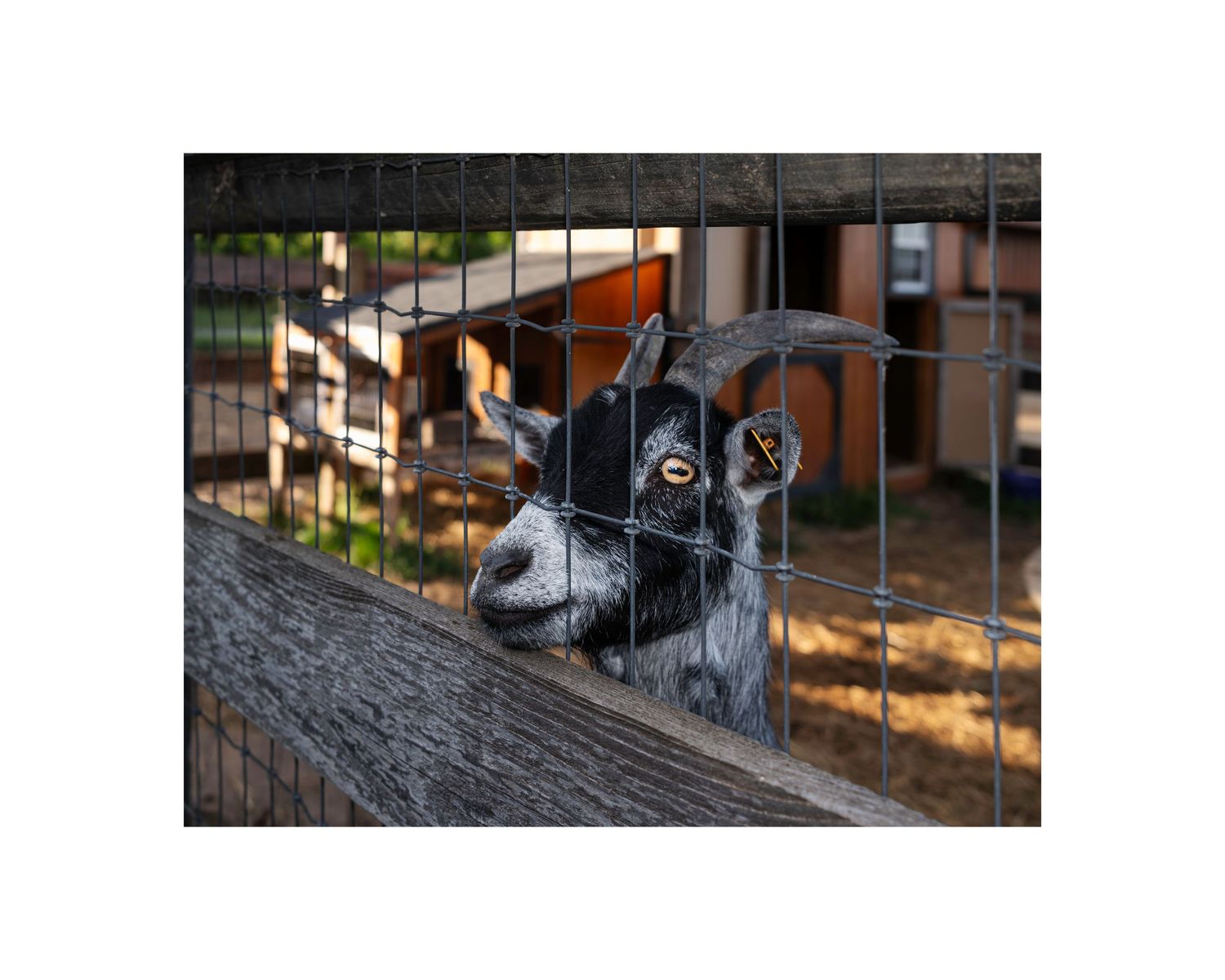 A curious black and white goat peers through a wire fence at a farm or petting zoo.