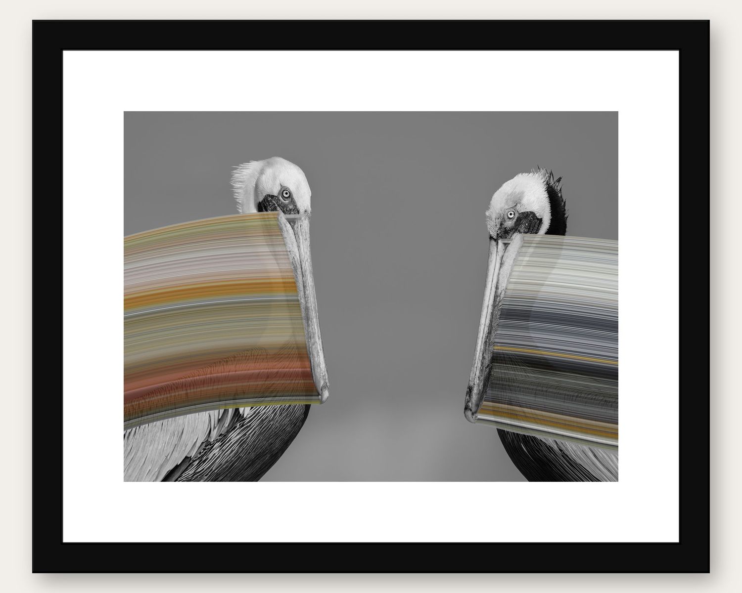 Framed black and white photo of two pelicans with colorful striped pouches facing each other on gray background.
