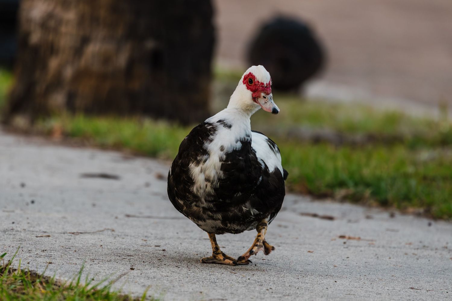 A muscovy duck with black and white feathers walks along a concrete path in a park.