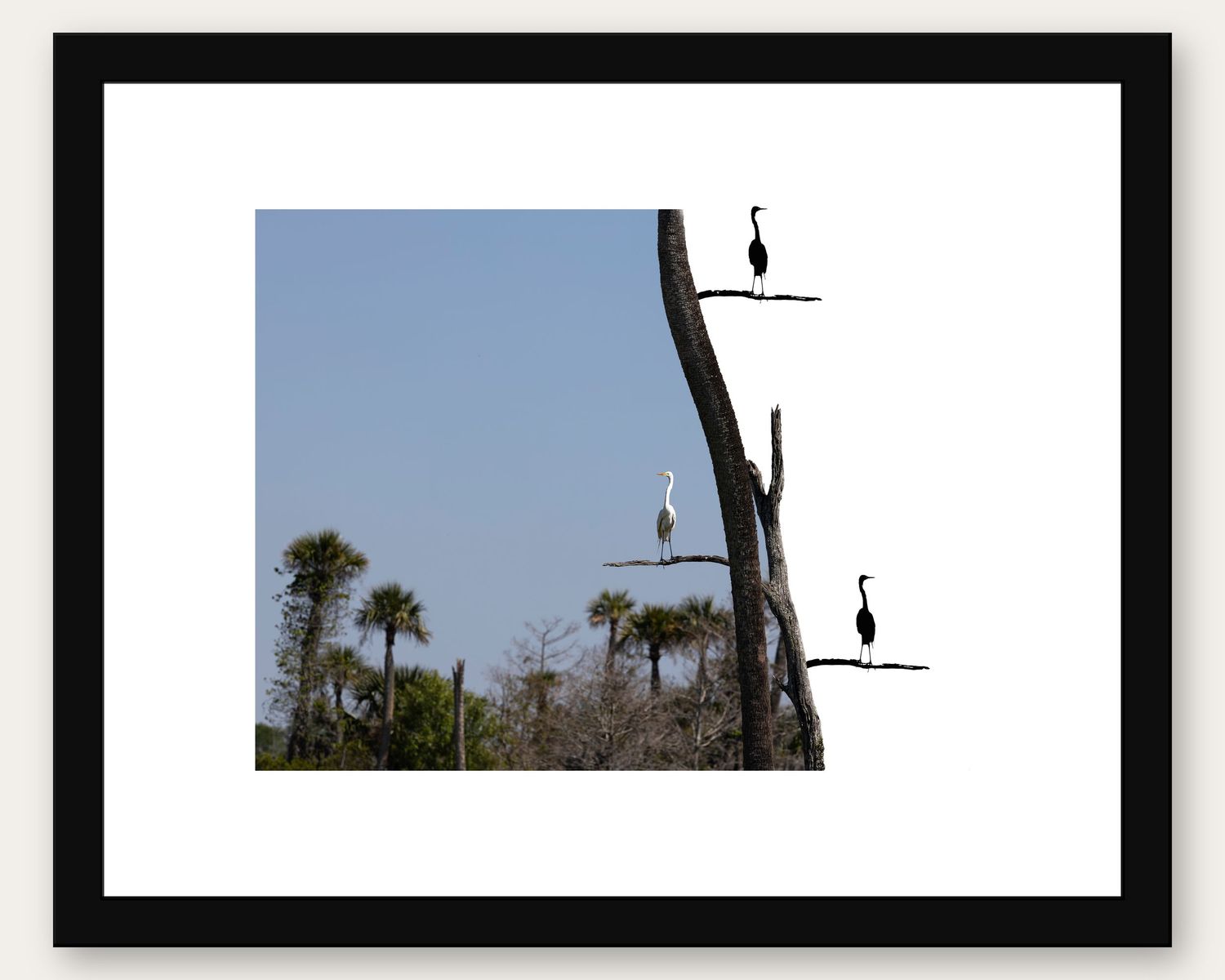 Three birds perched on dead tree branches against a clear blue sky with palm trees in a Florida wetland landscape.