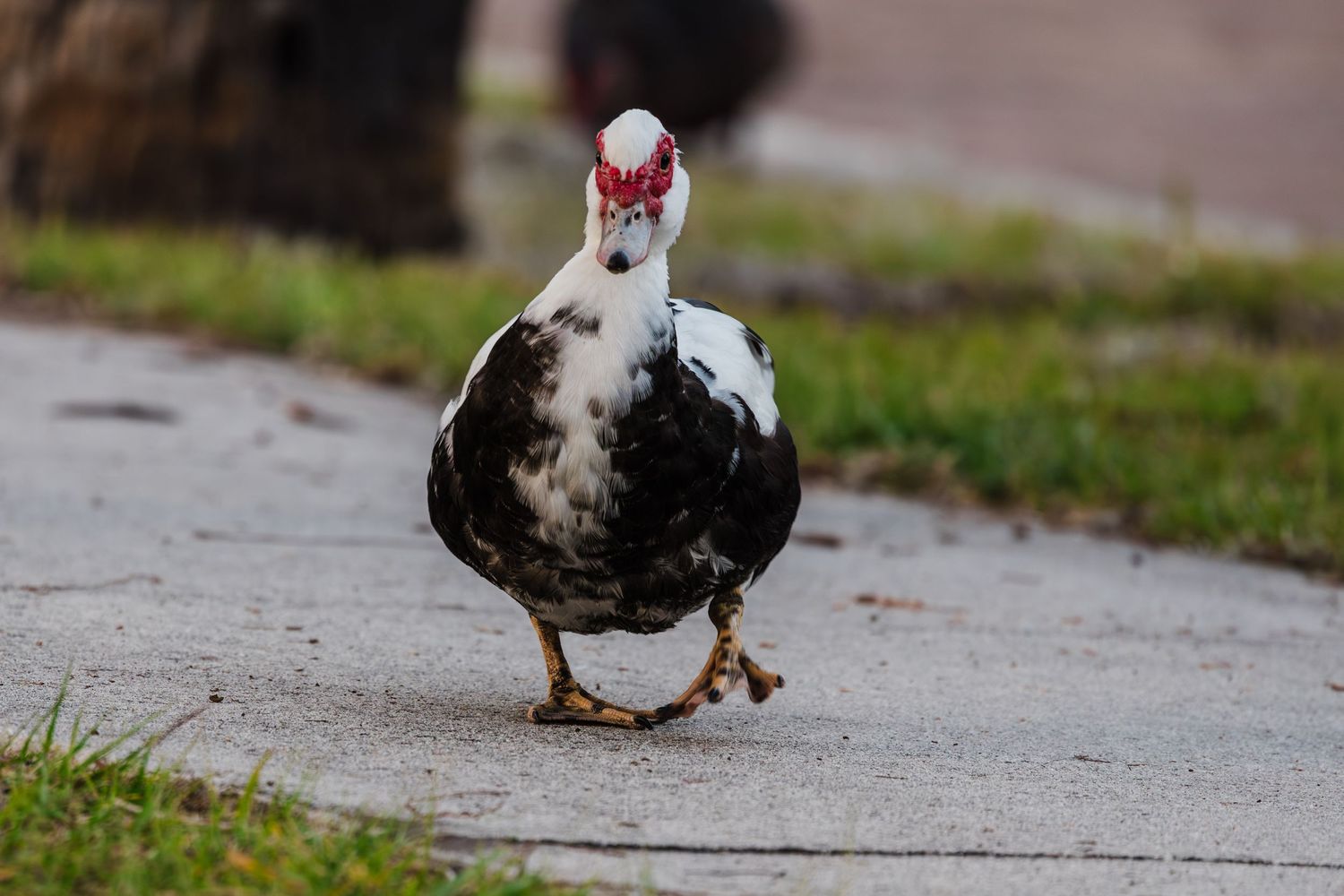 A brown and white duck waddles along a concrete path on a sunny day.