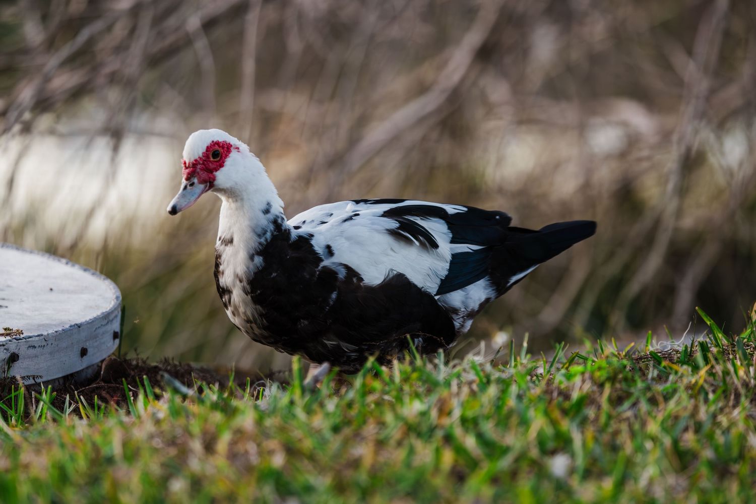 A Muscovy duck with distinctive red facial features forages in the grass near the ground.