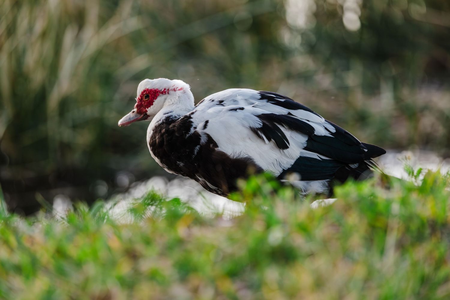 Close-up of black and white birds resting in green grass.