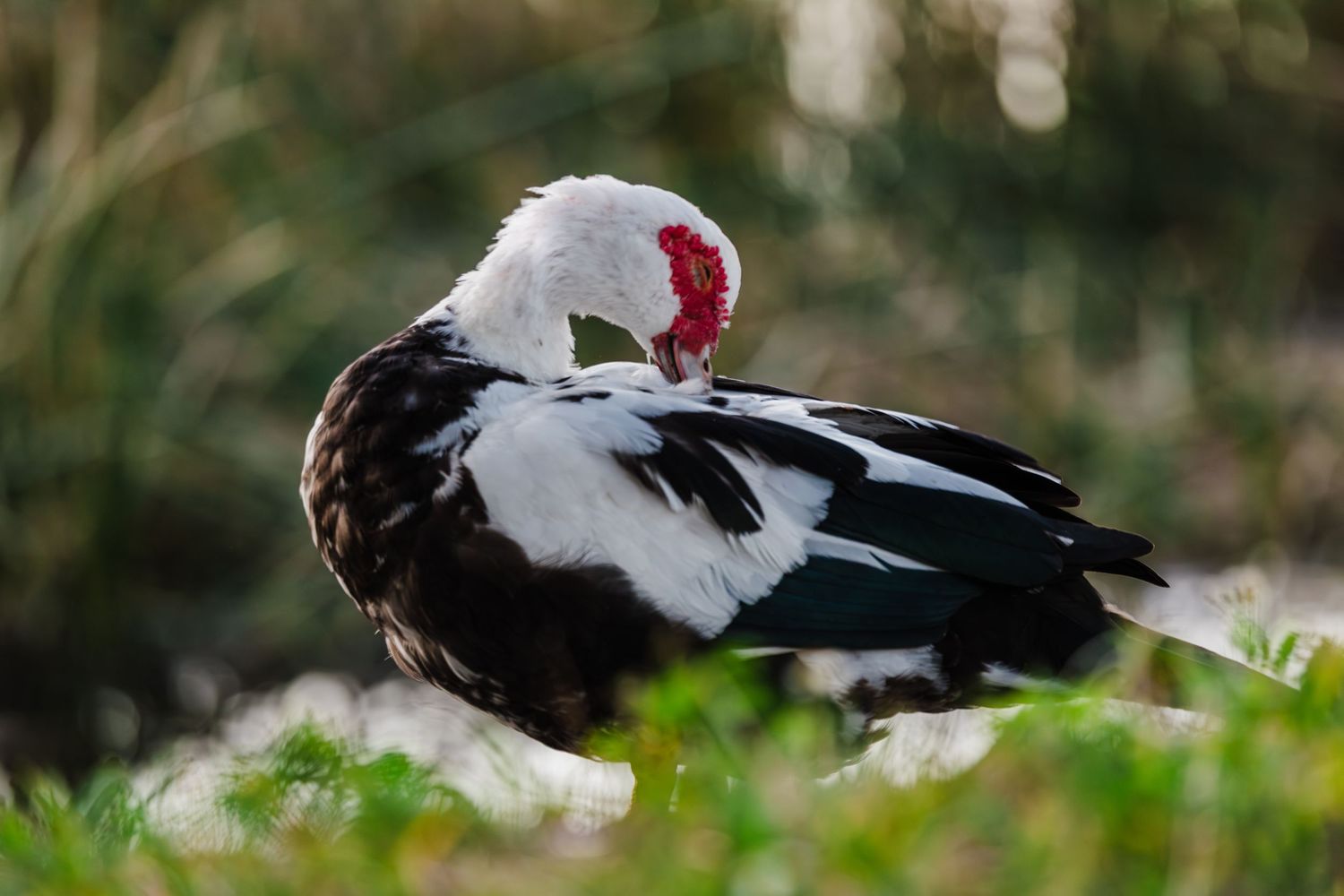 A Muscovy duck with distinctive black and white feathers preens itself while resting in green grass.