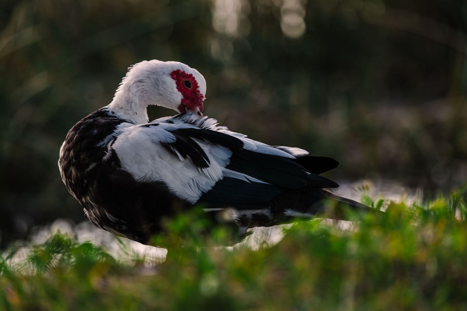 A Muscovy duck with distinctive black and white feathers preens itself while resting in green grass.