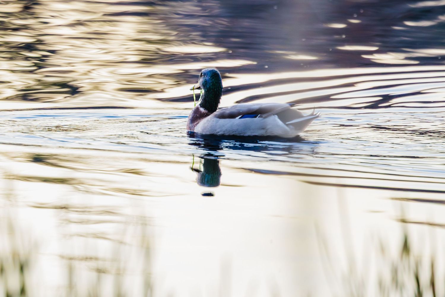 A male mallard duck glides gracefully across rippling water with soft reflections in the background.