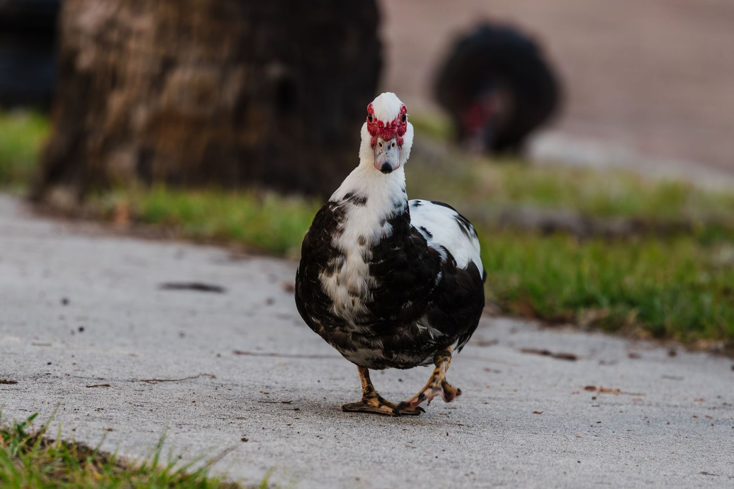 A Muscovy duck with distinctive red facial markings walks along a concrete path on a sunny day.