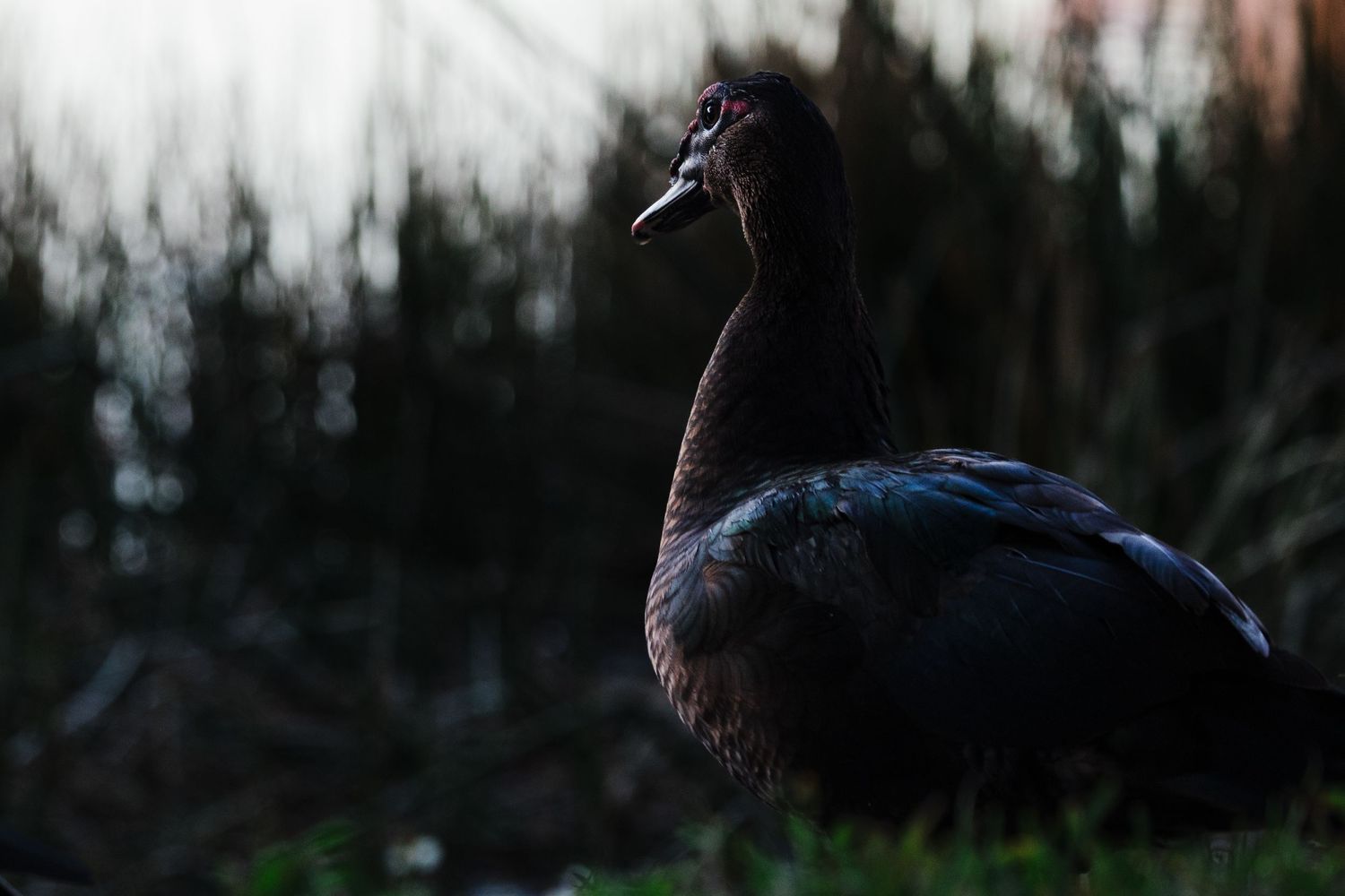 A dark silhouette of a bird perched on a branch against a moody, overcast sky at dusk.