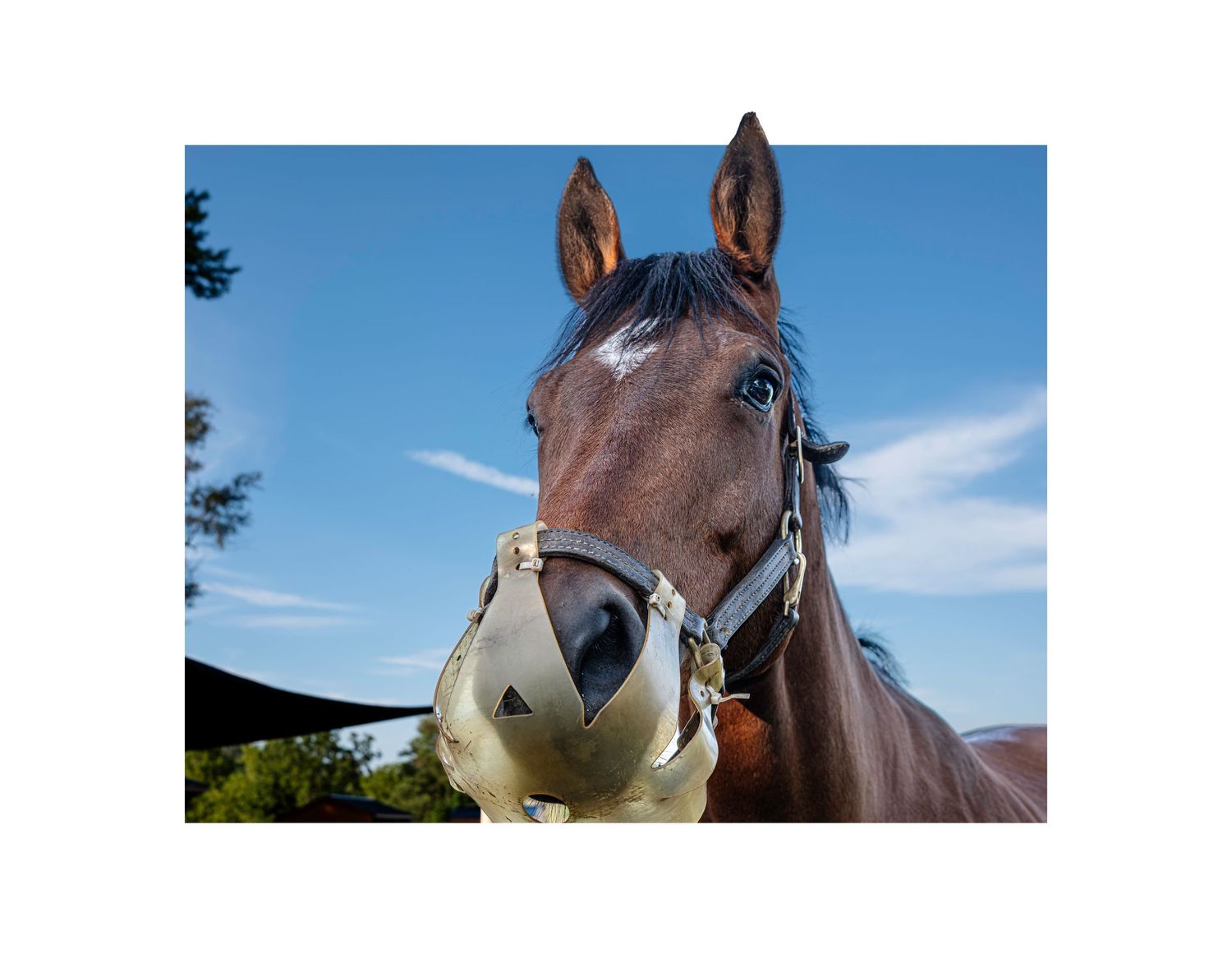 Close-up portrait of a brown horse wearing a halter against a bright blue sky.