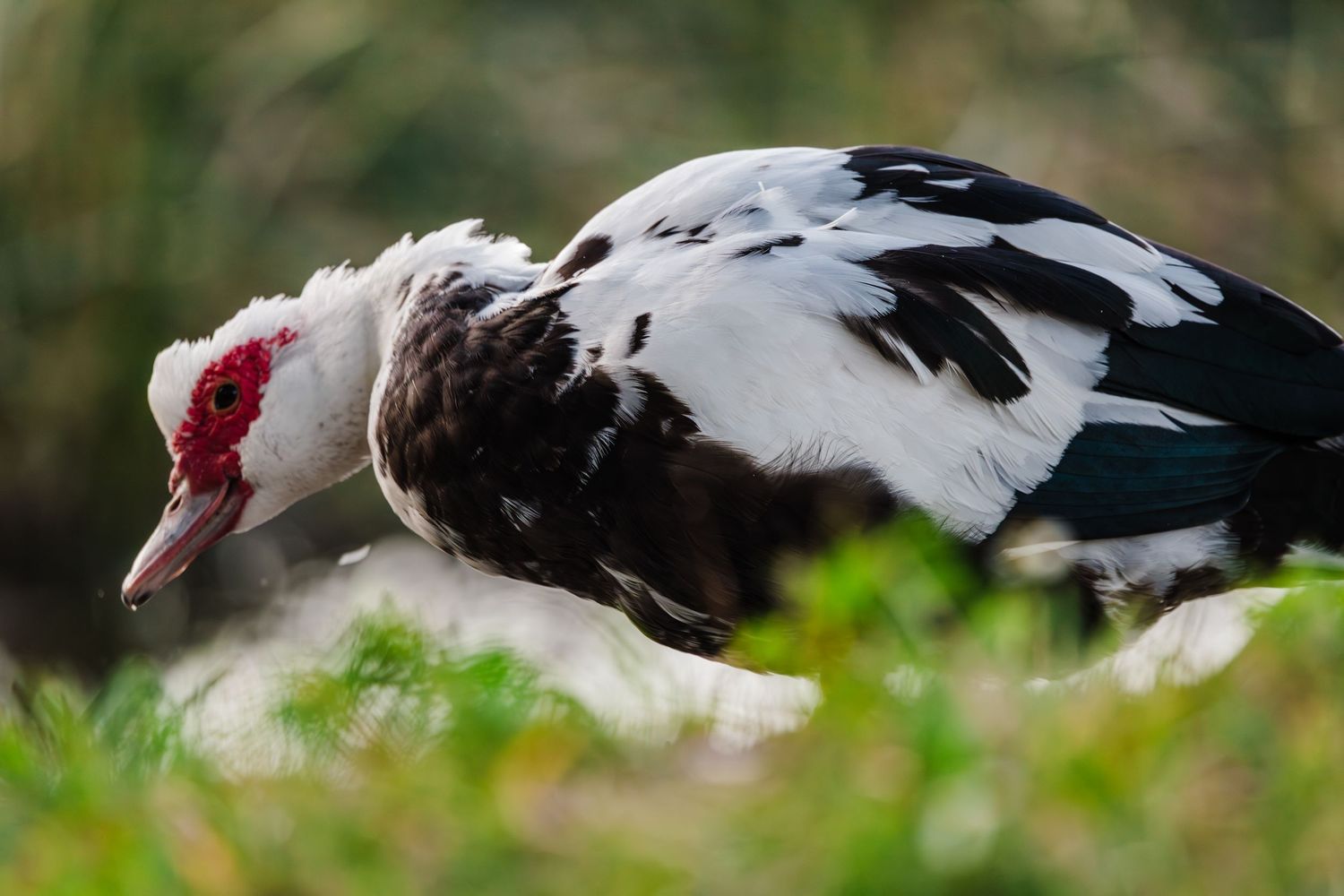 Black and white muscovy duck resting in green grass outdoors.