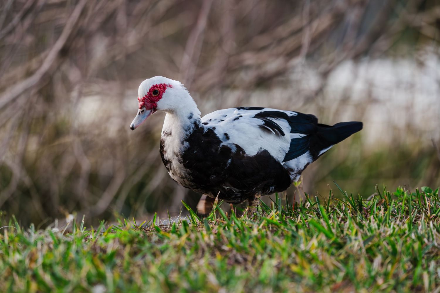 A Muscovy duck with distinctive red wattles forages in green grass on a sunny day.