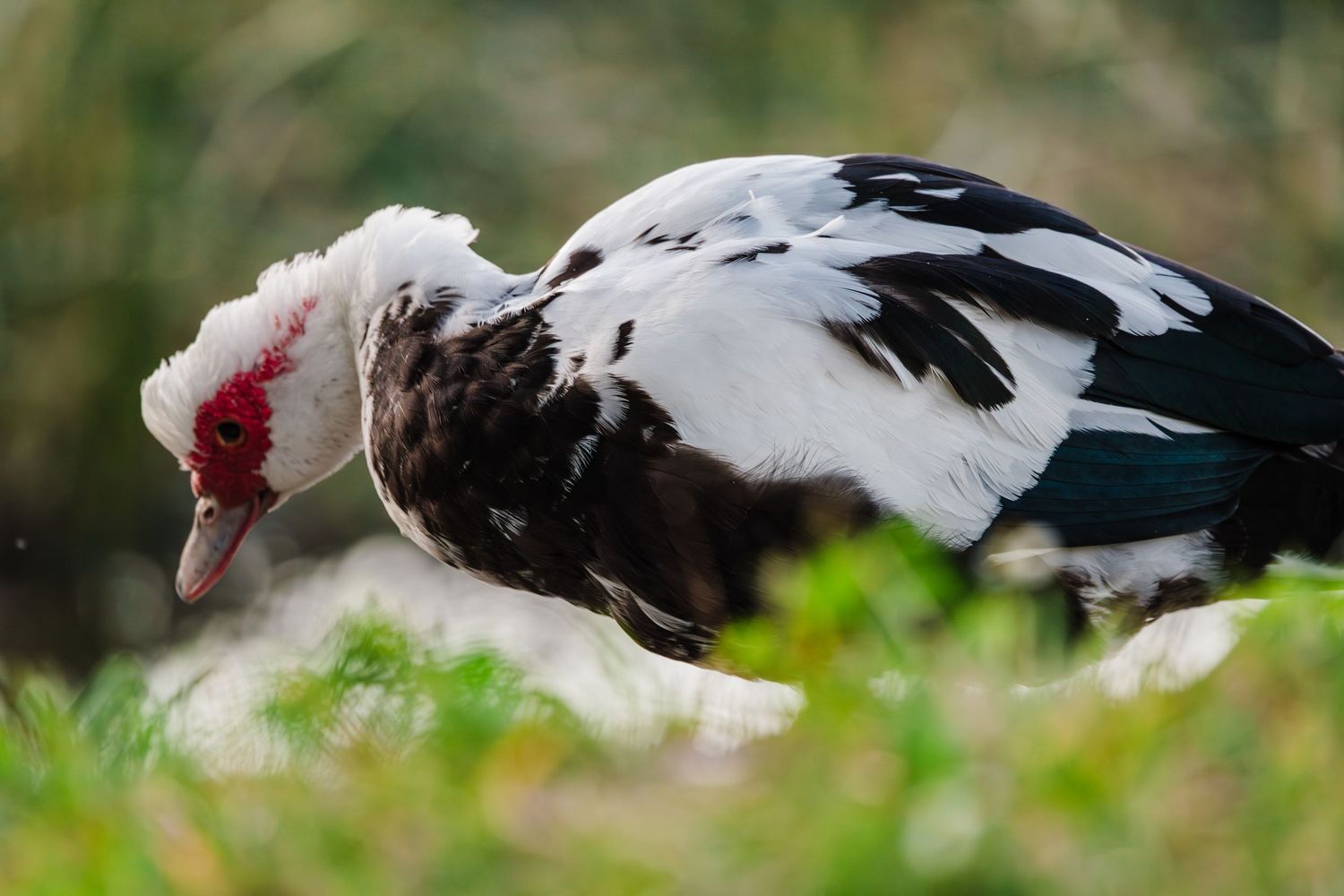 A Muscovy duck with black and white feathers forages in green grass for food.