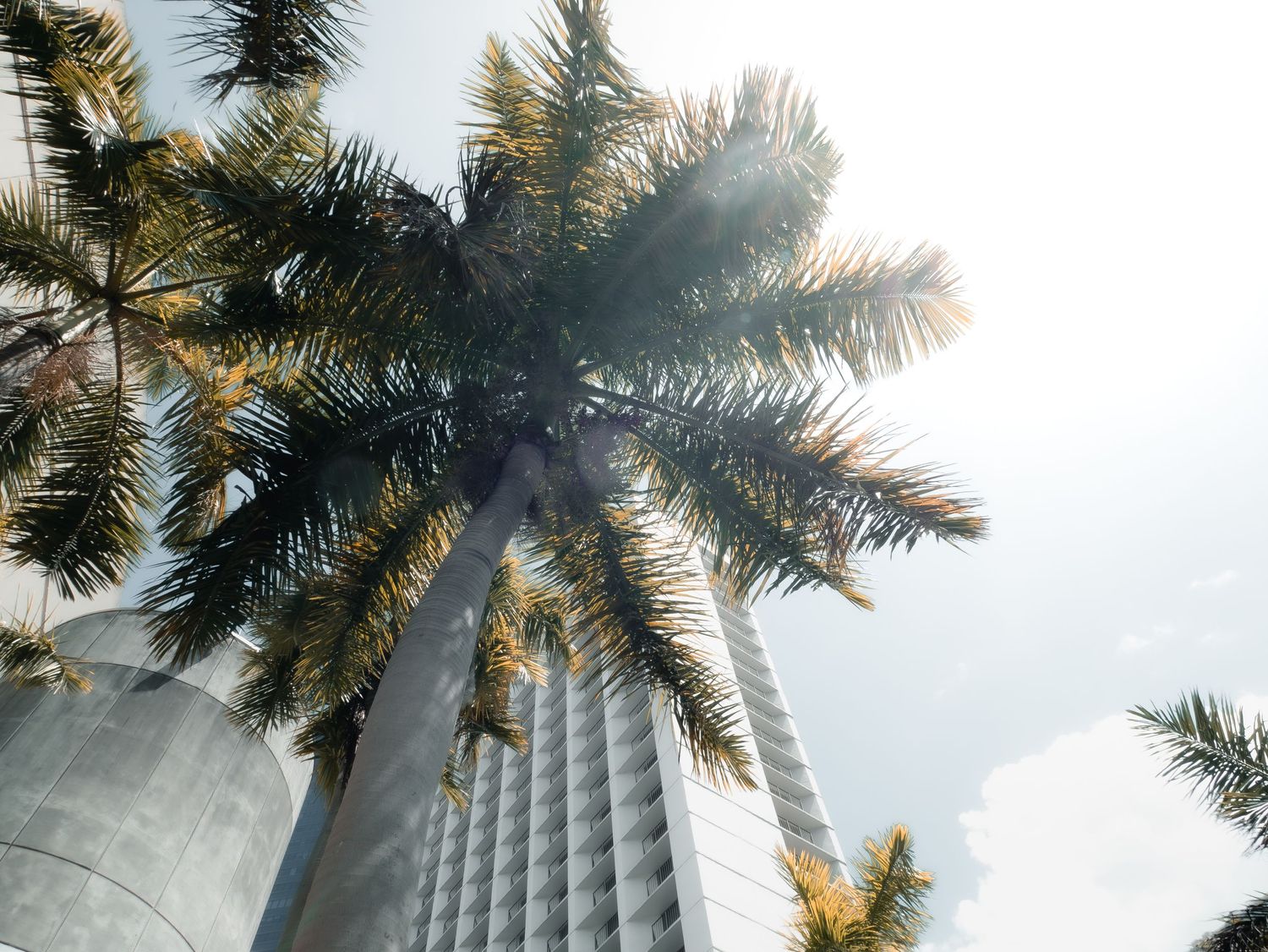 Looking up at a tall modern skyscraper through palm tree fronds with sunlight streaming through the leaves.