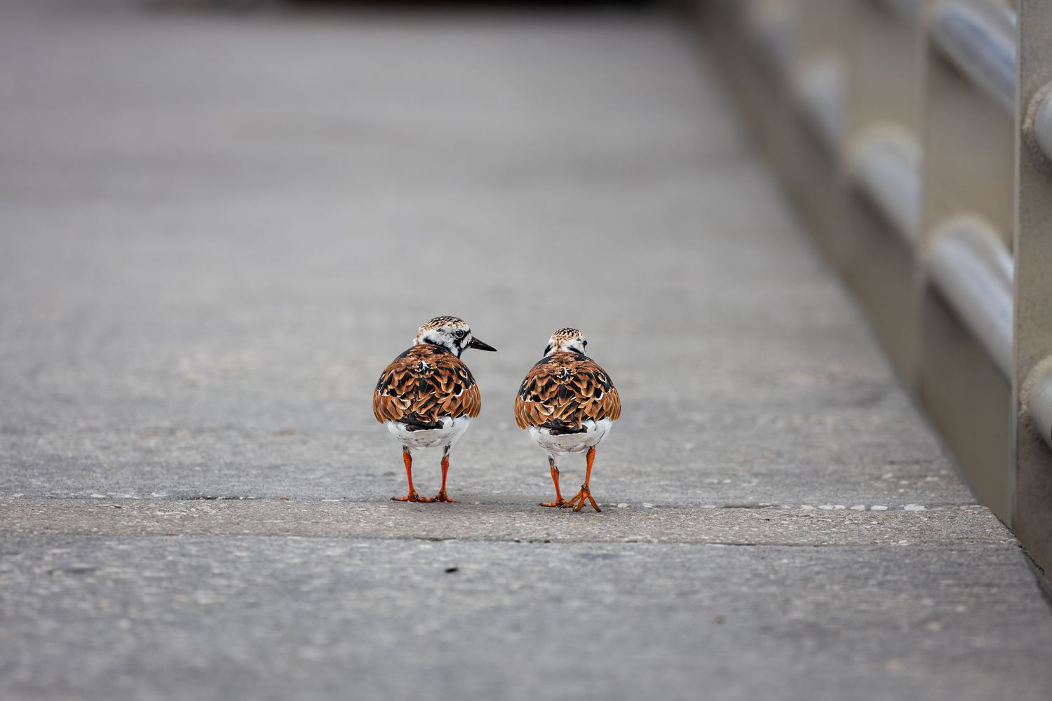 Two ruddy turnstone shorebirds standing side by side on a concrete surface, displaying their distinctive brown and white plumage.