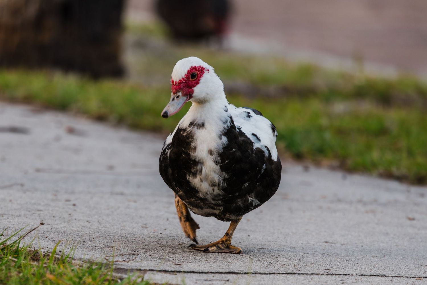 A muscovy duck with black and white feathers walks along a wet sidewalk on a rainy day.