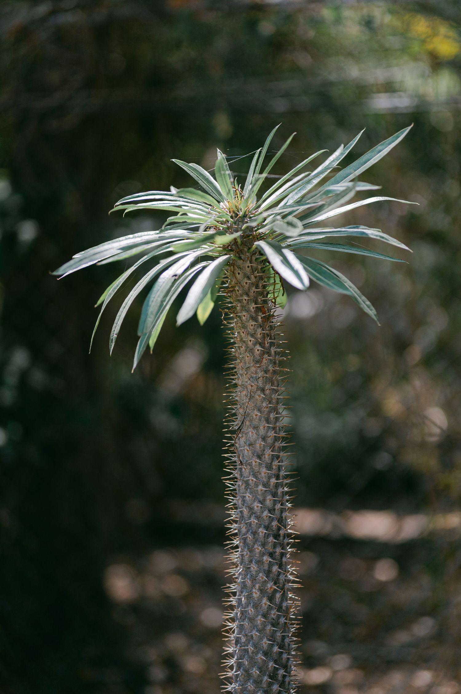 Close-up of a tall spiky Madagascar palm plant with star-shaped crown of leaves against dark bokeh background.
