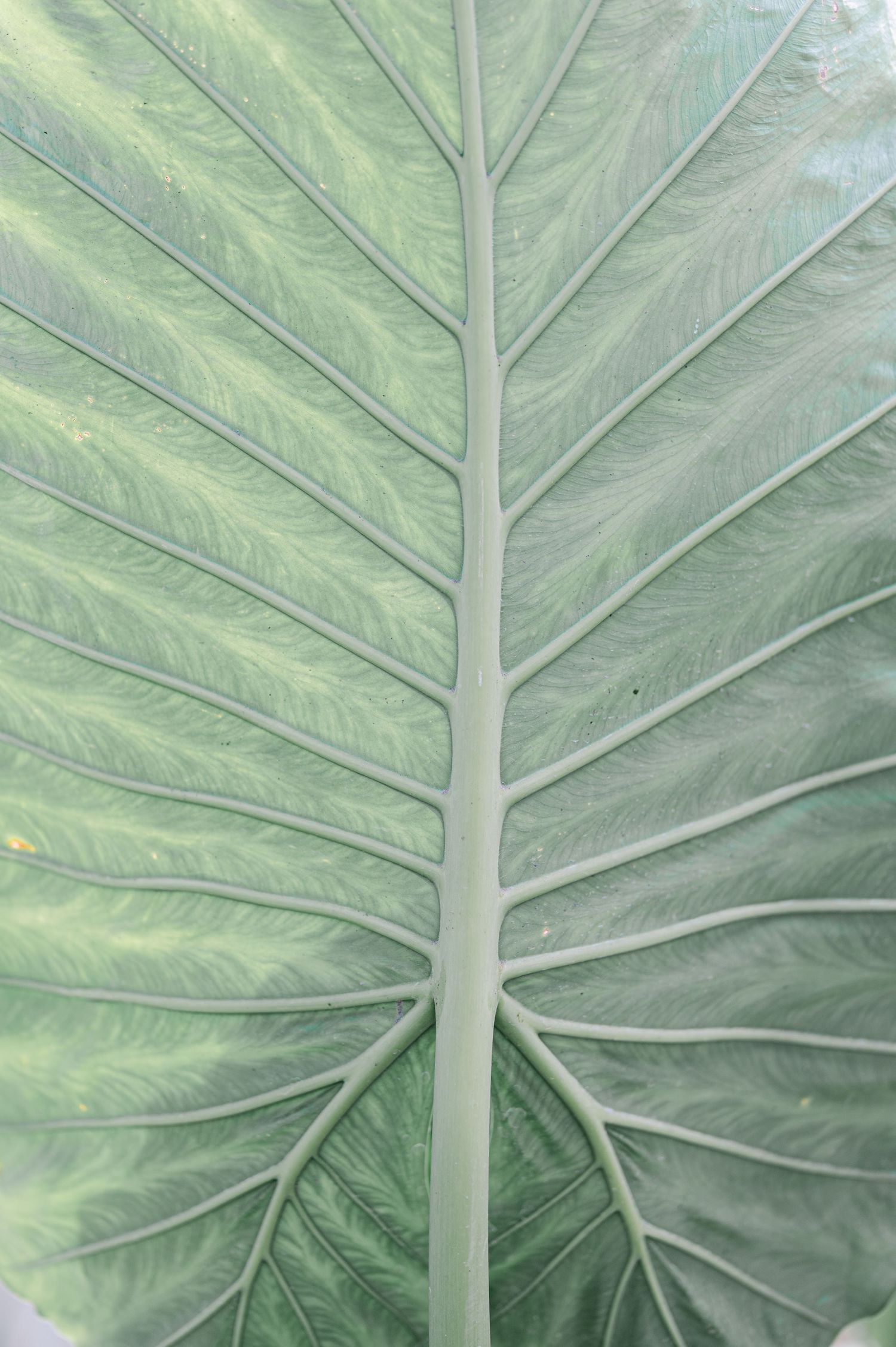 Close-up macro shot of large green tropical leaf showing detailed vein patterns.
