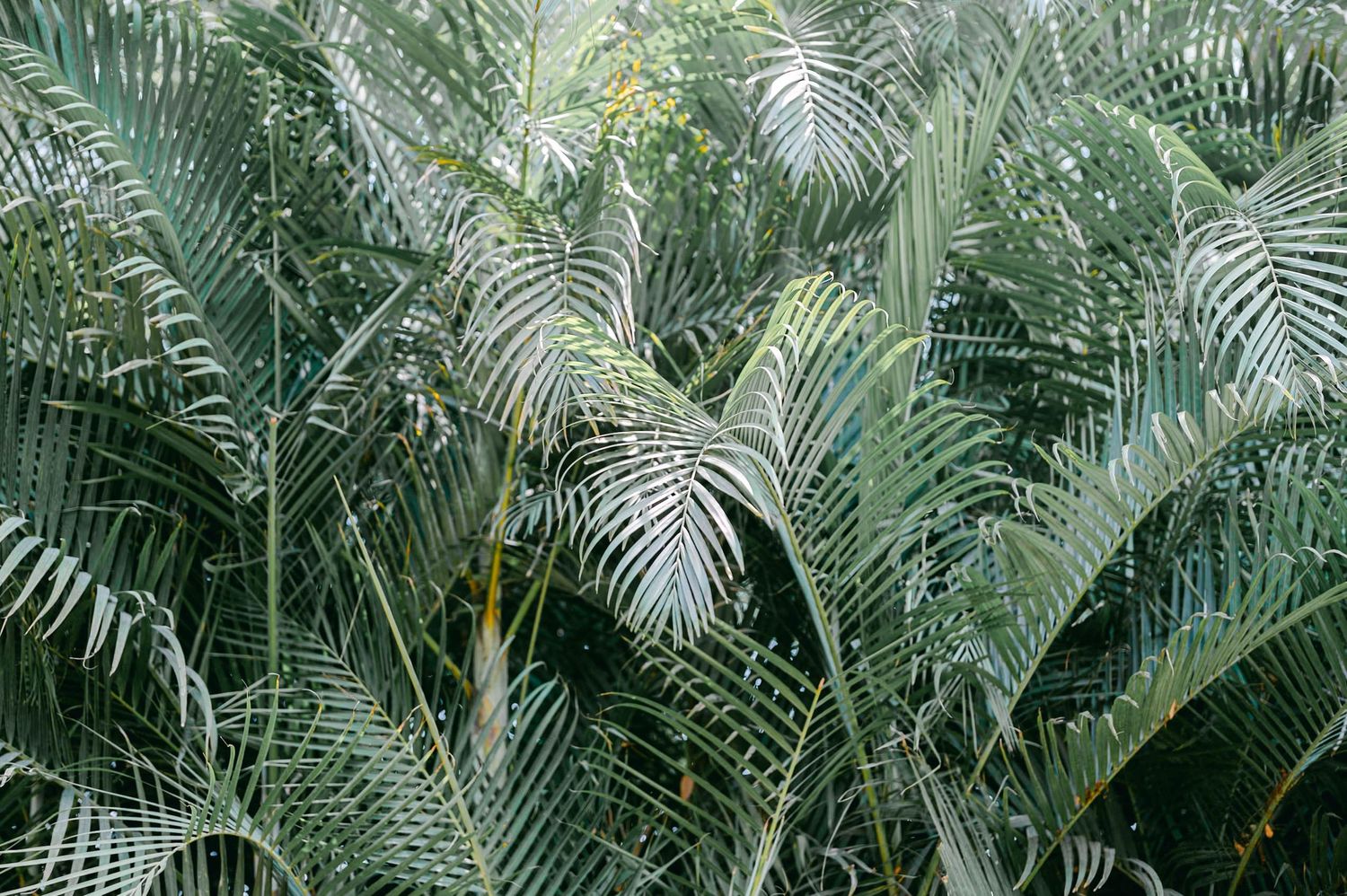 Dense tropical palm fronds create a lush green canopy backdrop perfect for an outdoor wedding venue.
