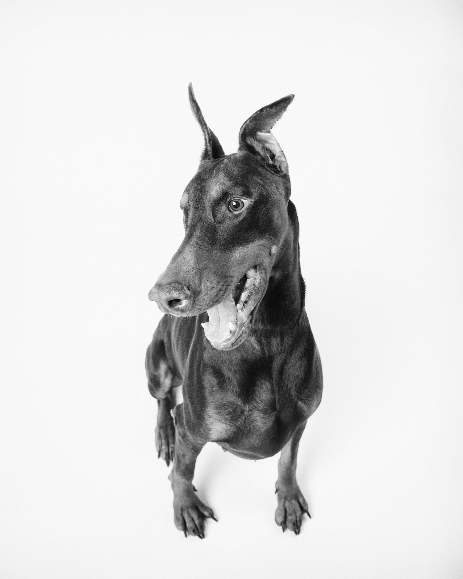 Black and white portrait of a Doberman Pinscher looking up with alert ears and an open mouth smile.